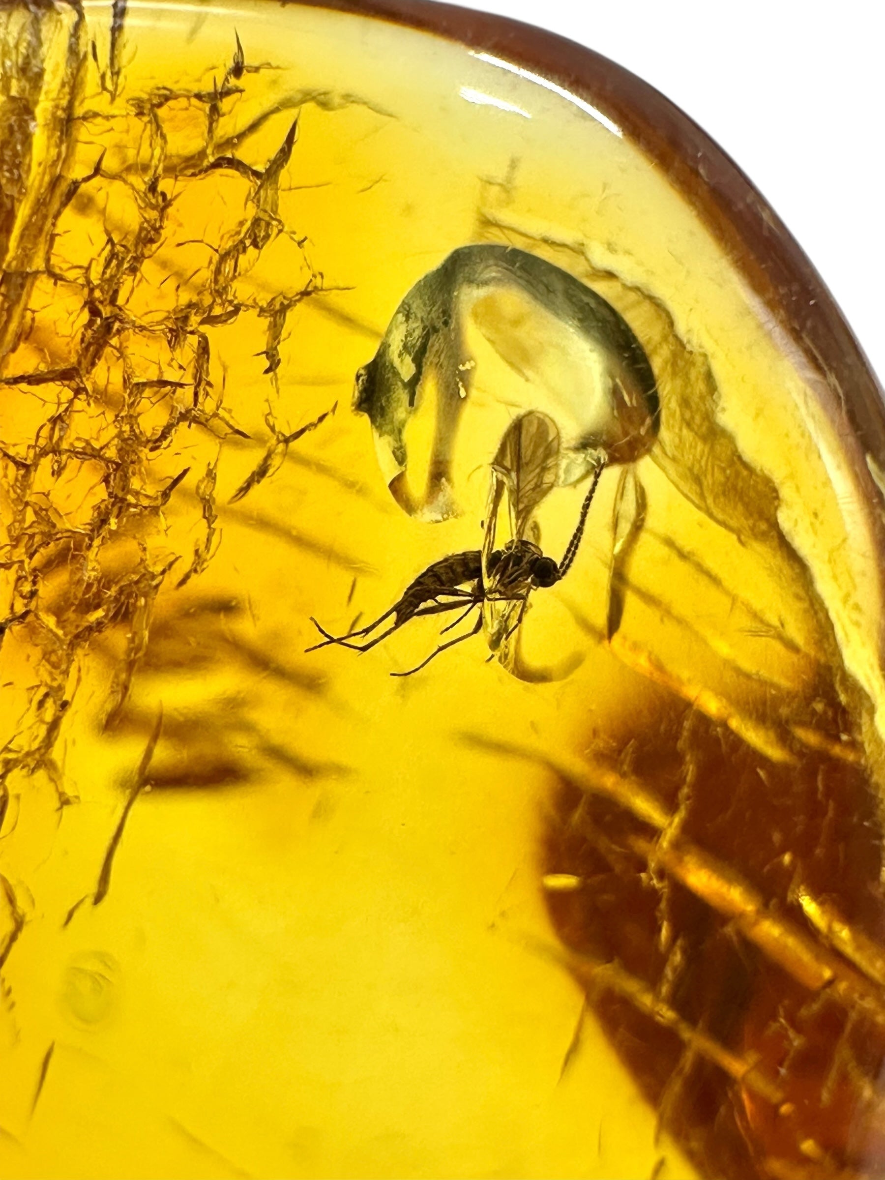 Insects in amber – Lithuania – 5,4g - IJ189
