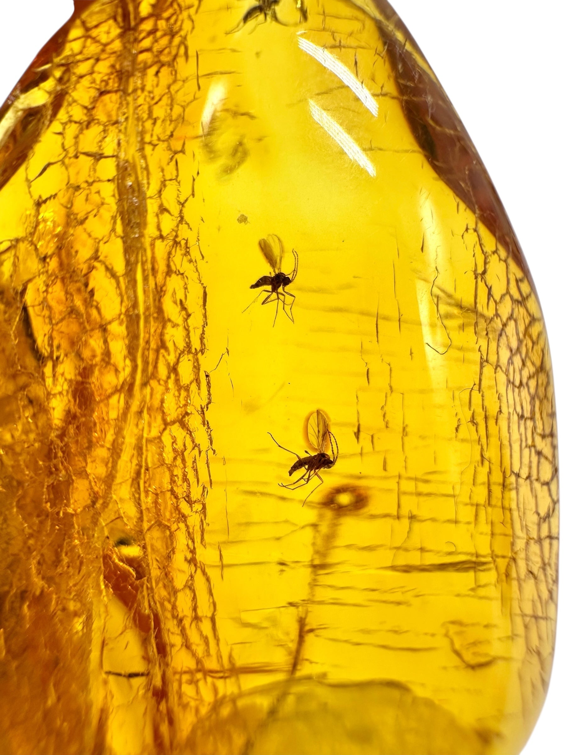 Insects in amber – Lithuania – 5,4g - IJ189