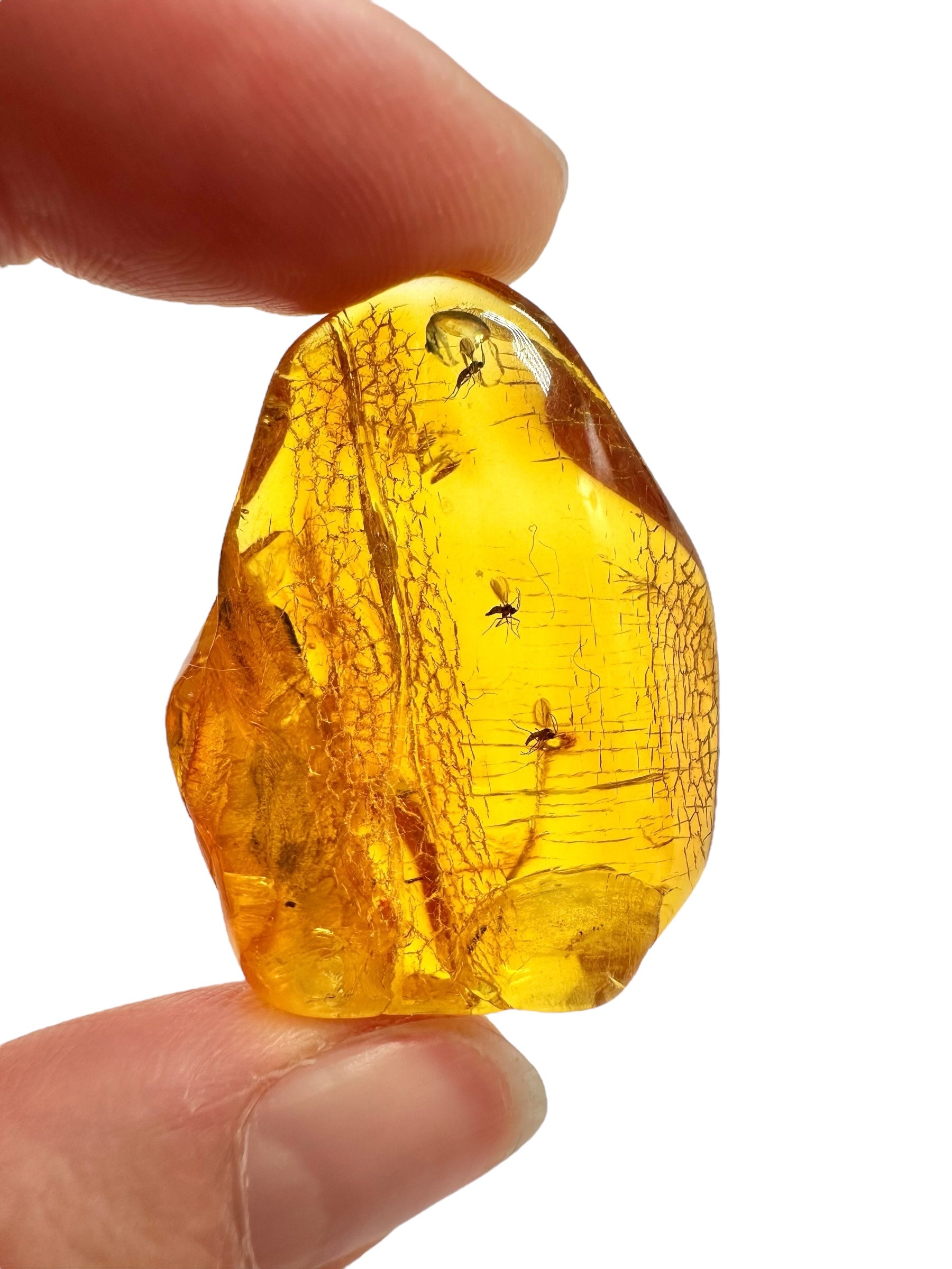 Insects in amber – Lithuania – 5,4g - IJ189