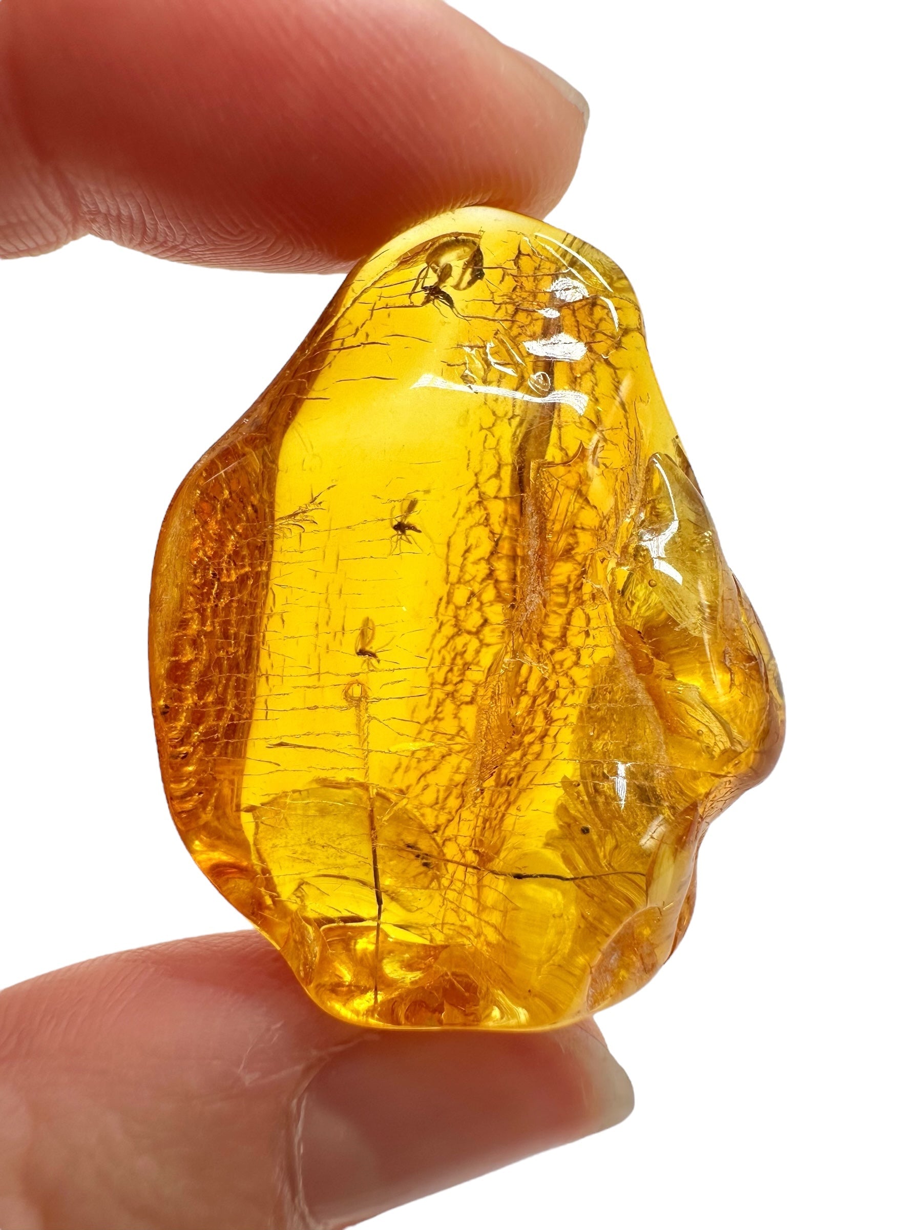Insects in amber – Lithuania – 5,4g