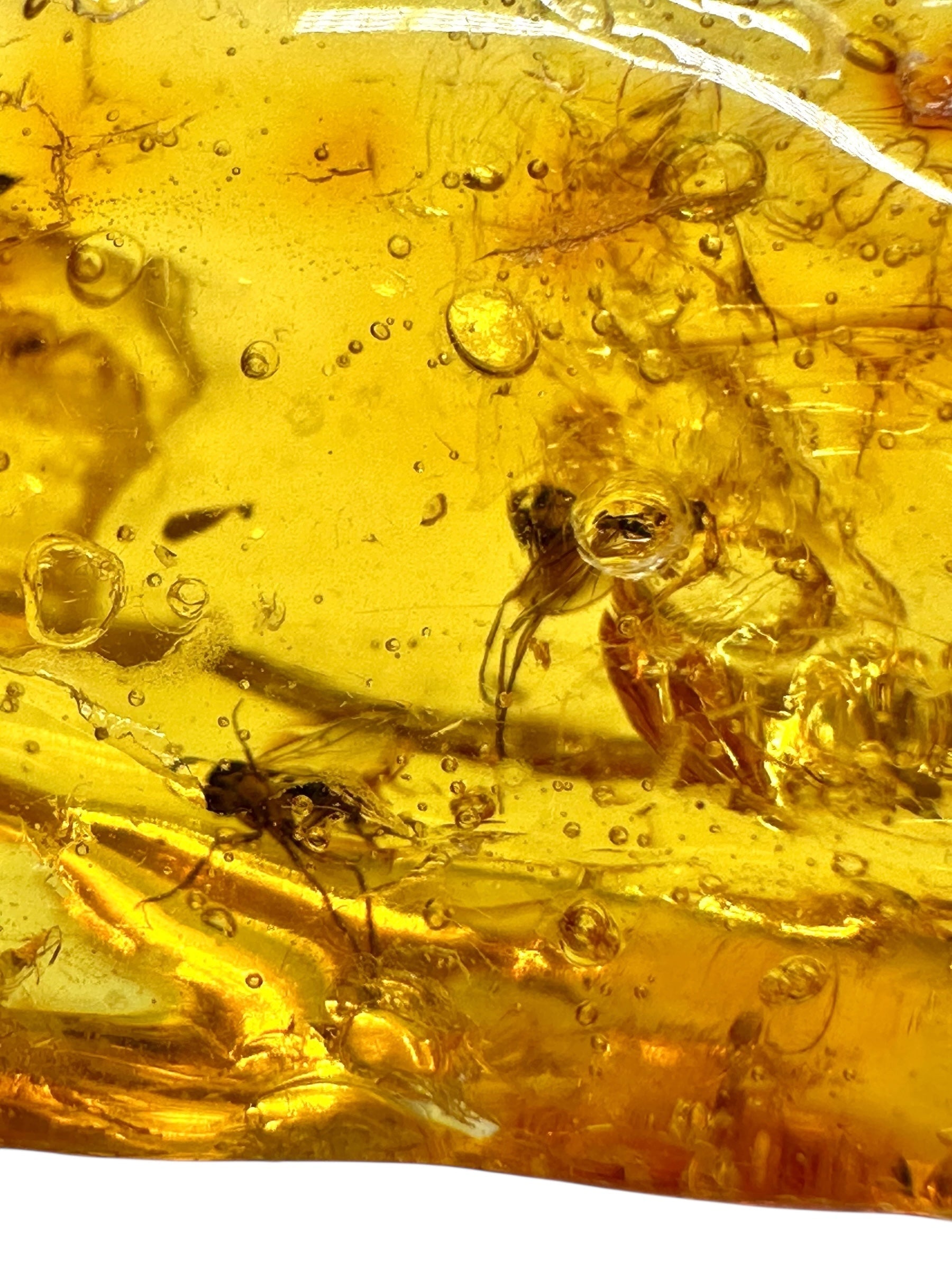 Insects in amber – Lithuania – 4,7g - IJ190