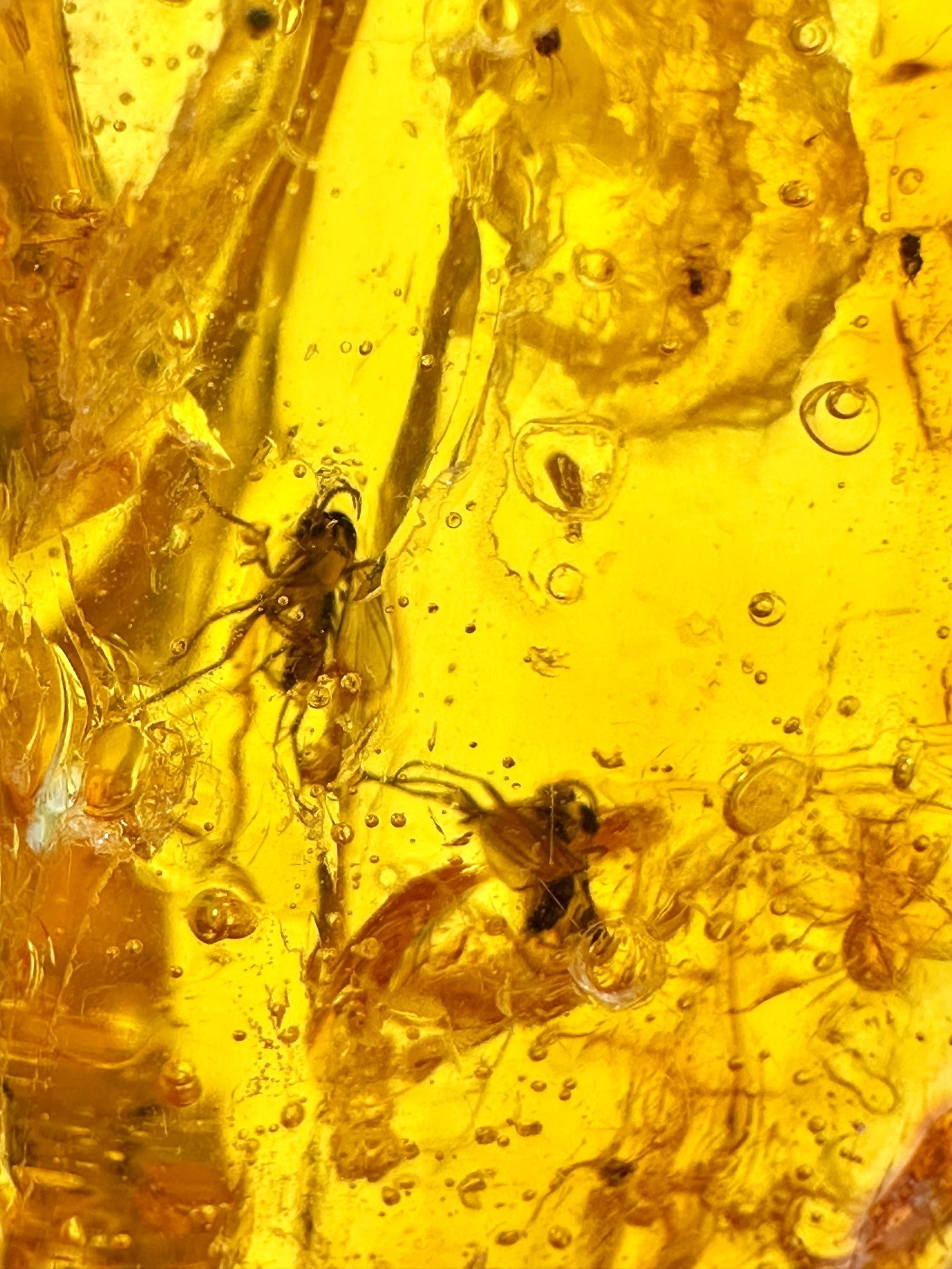 Insects in amber – Lithuania – 4,7g