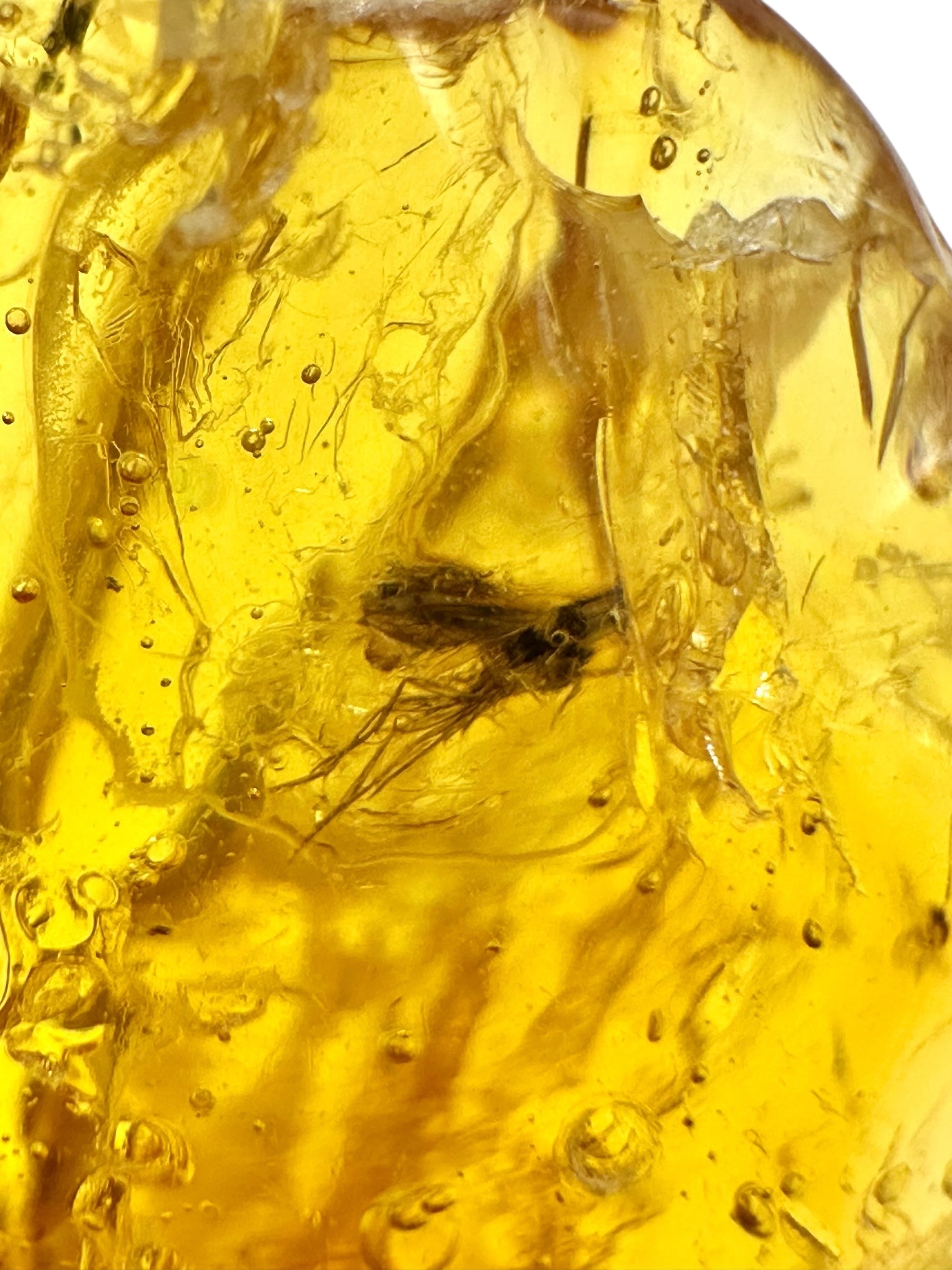 Insects in amber – Lithuania – 4,7g - IJ190