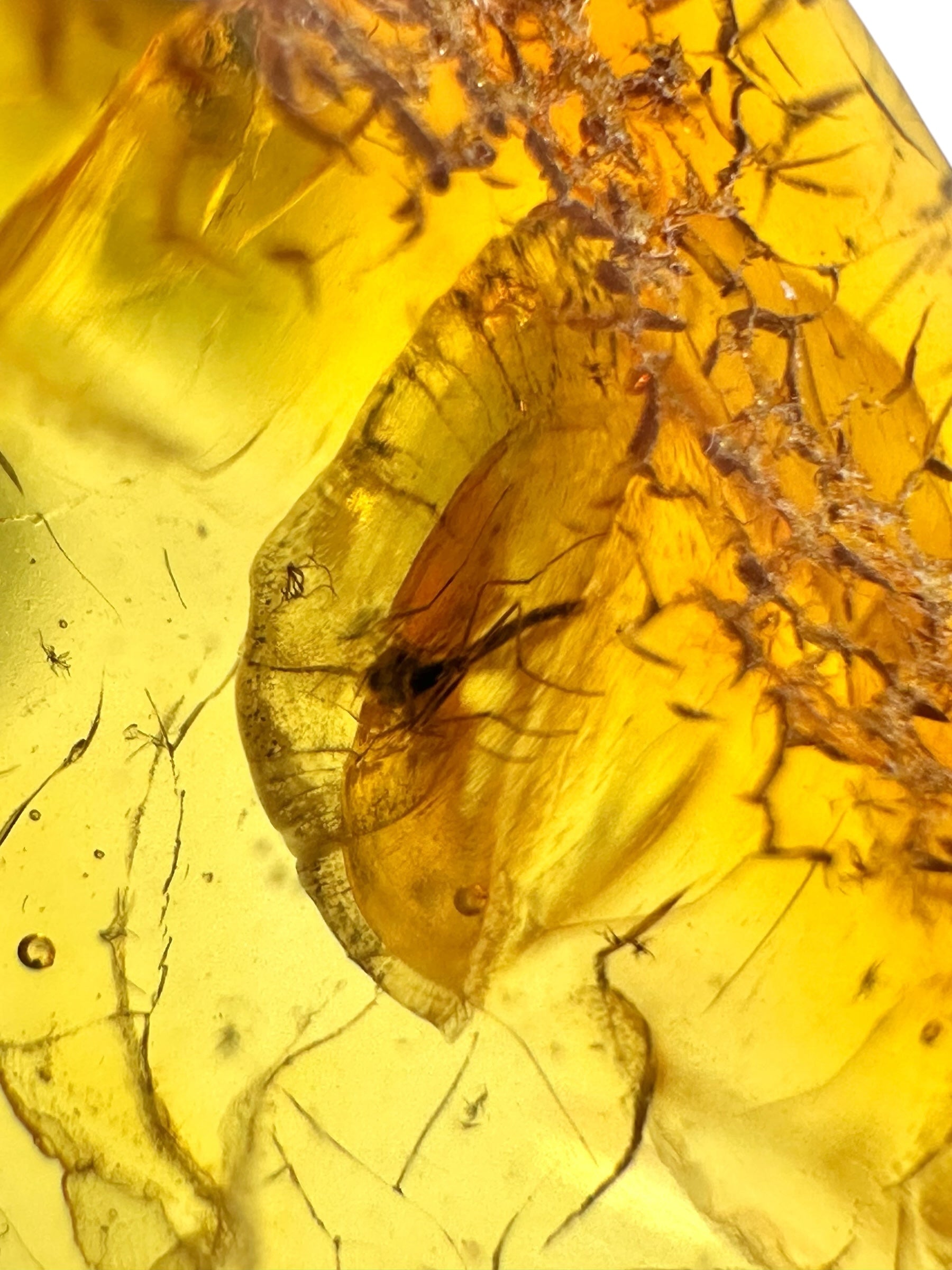 Insects in amber – Lithuania – 2,5g - IJ191