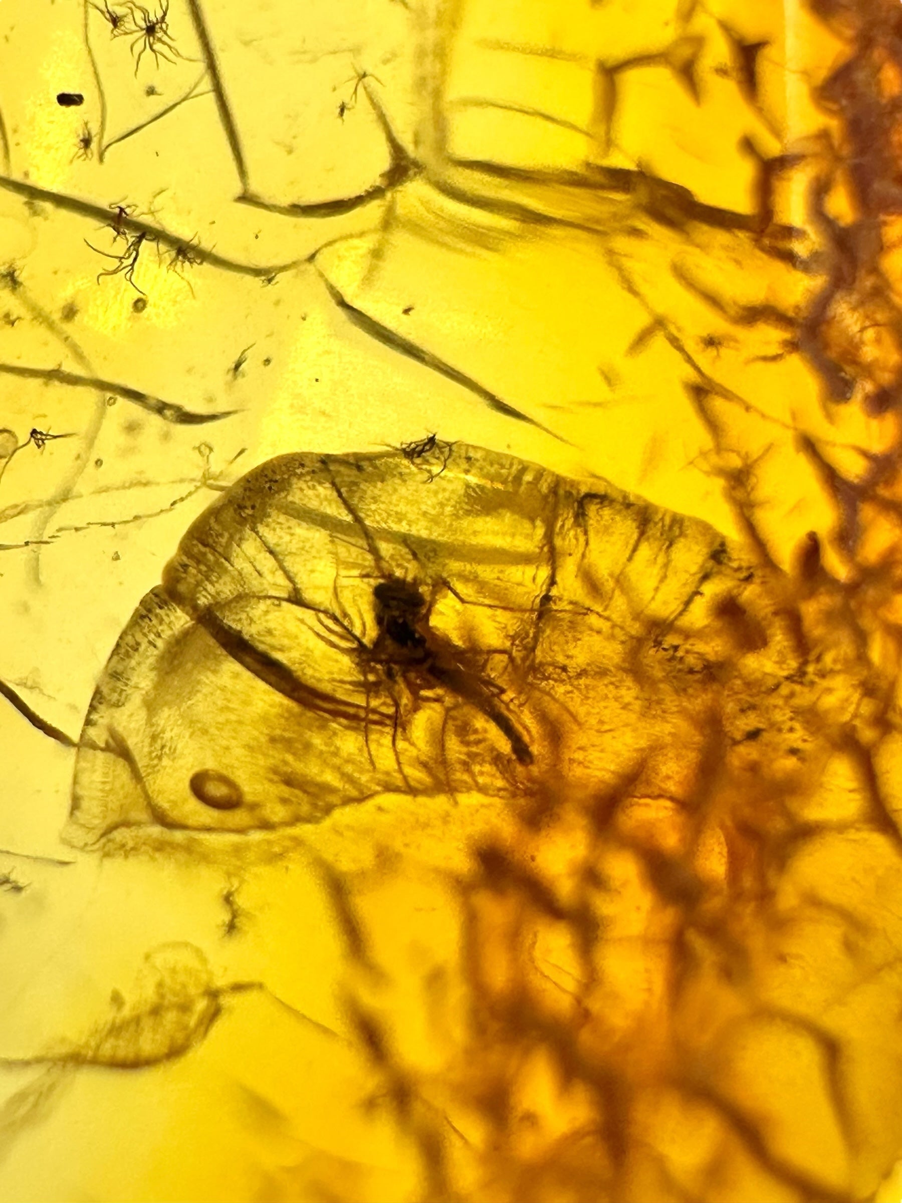 Insects in amber – Lithuania – 2,5g