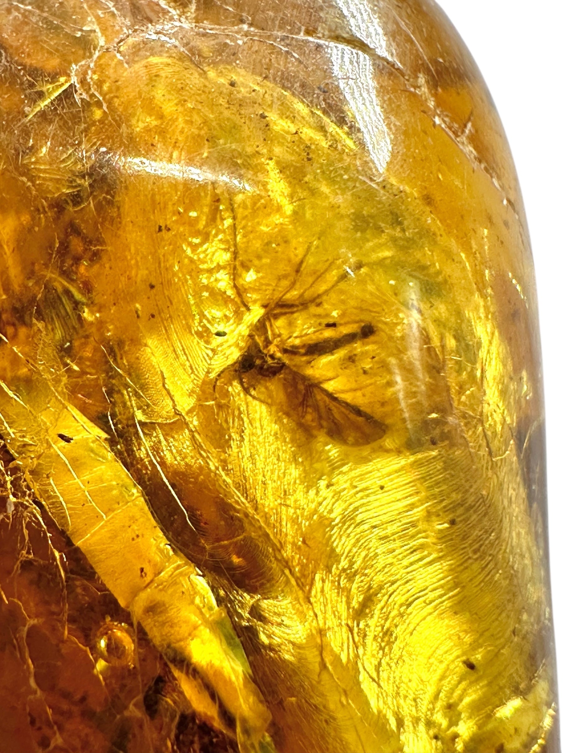 Insects in amber – Lithuania – 16,5g - IJ192