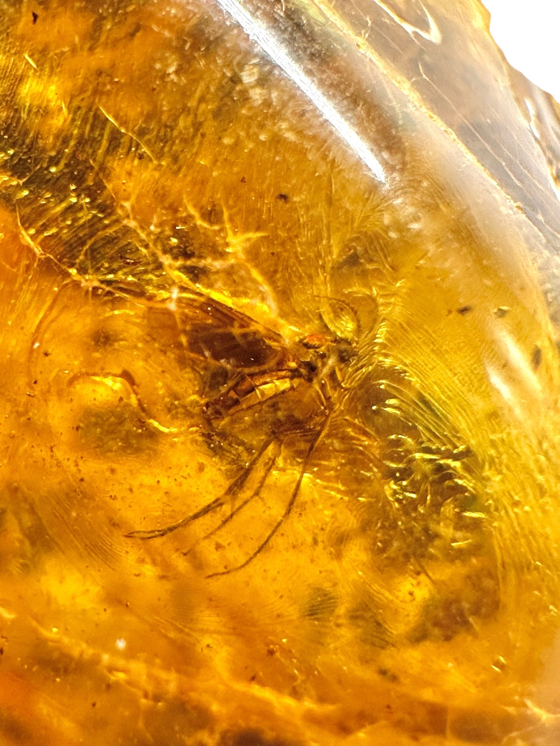 Insects in amber – Lithuania – 16,5g - IJ192