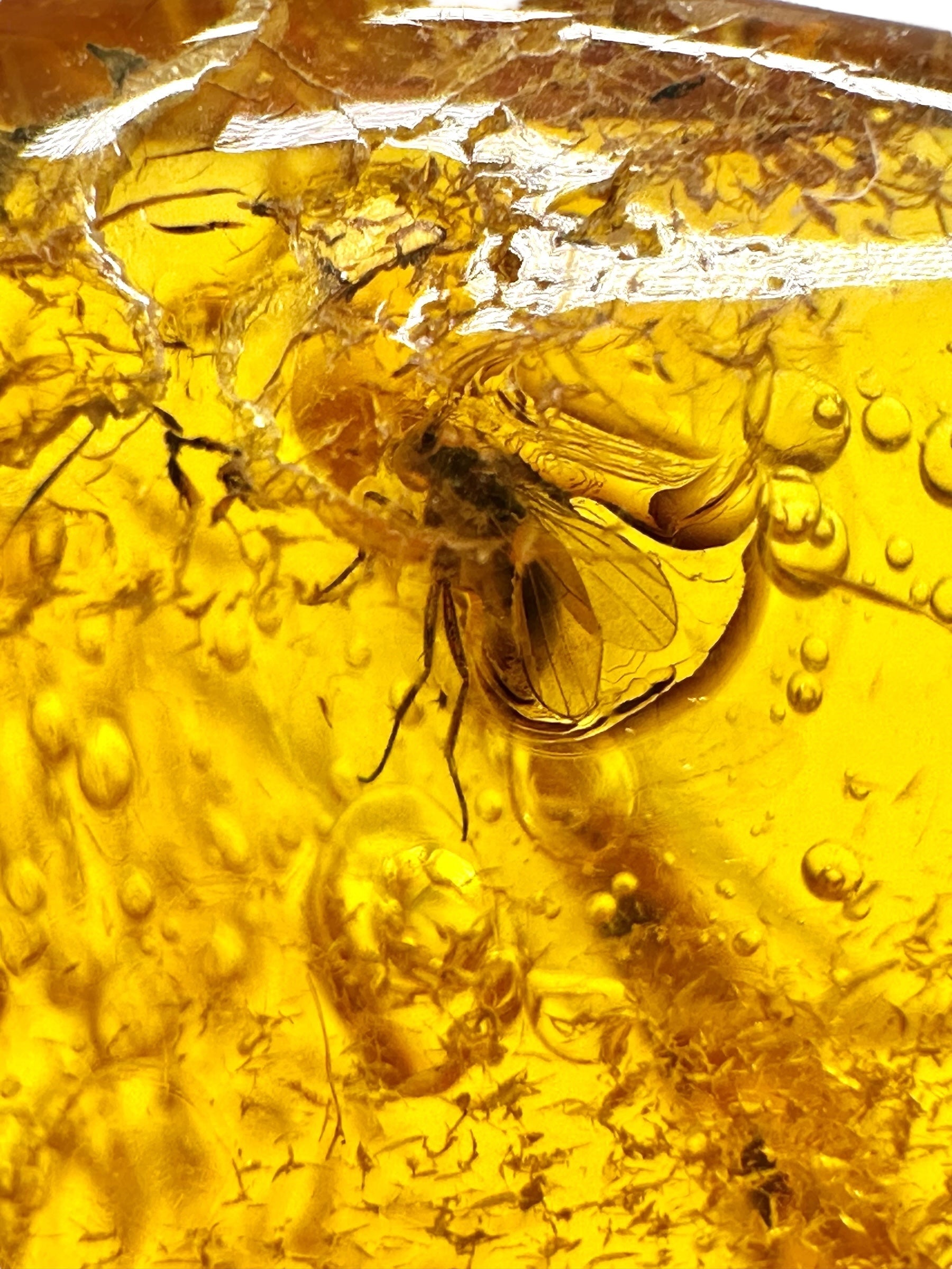 Insects in amber – Lithuania – 5g - IJ193