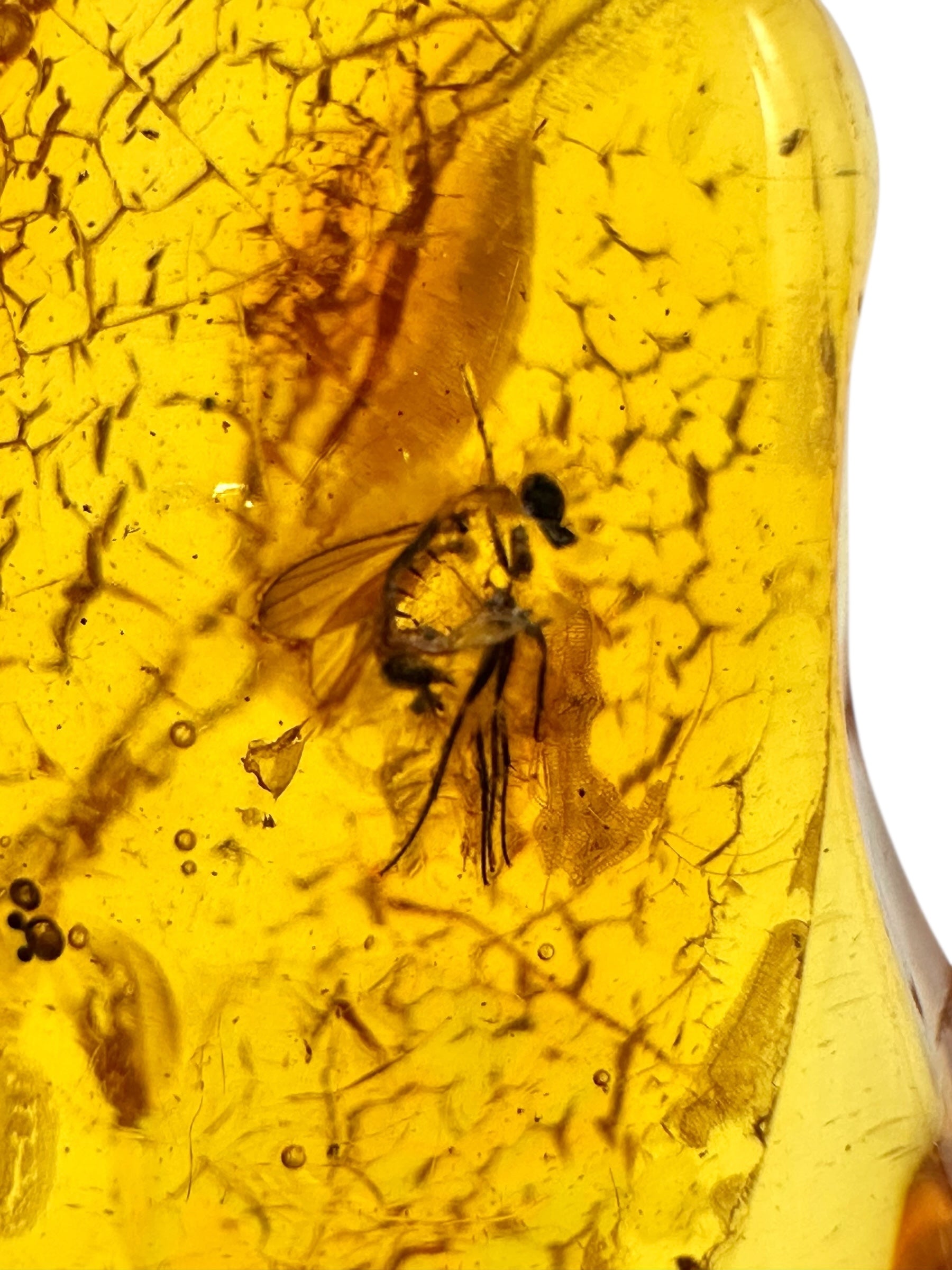 Insects in amber – Lithuania – 2,5g