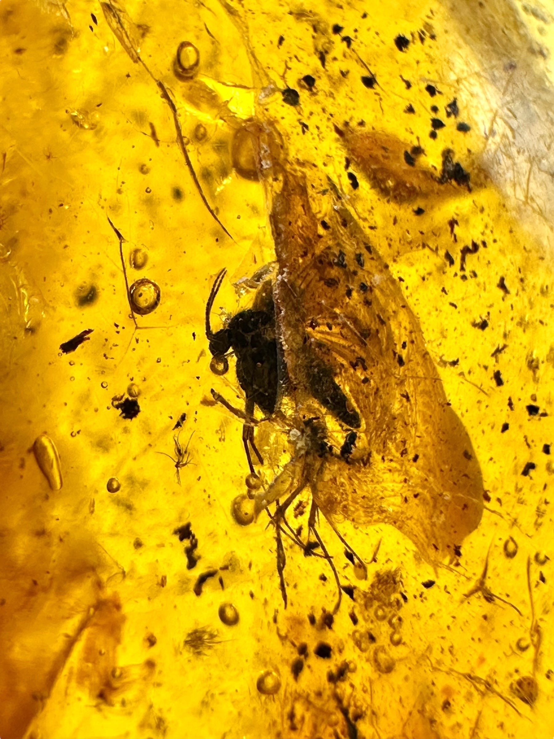 Insects in amber – Lithuania – 15g