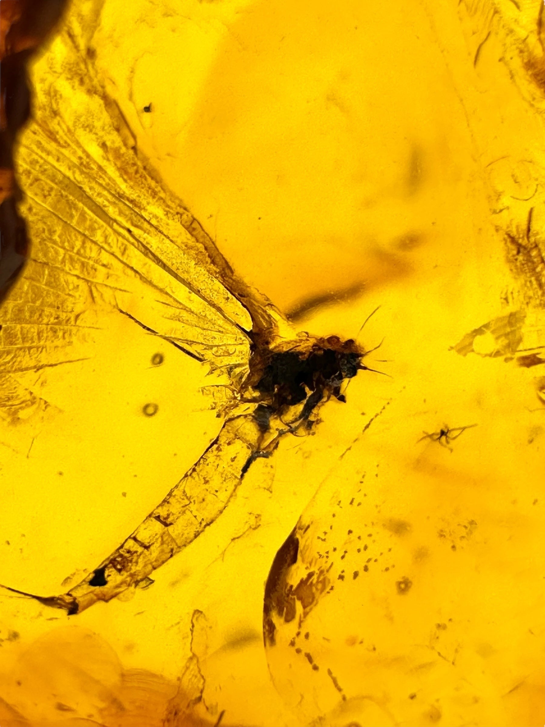 Insects in amber – Lithuania – 10g - IJ199