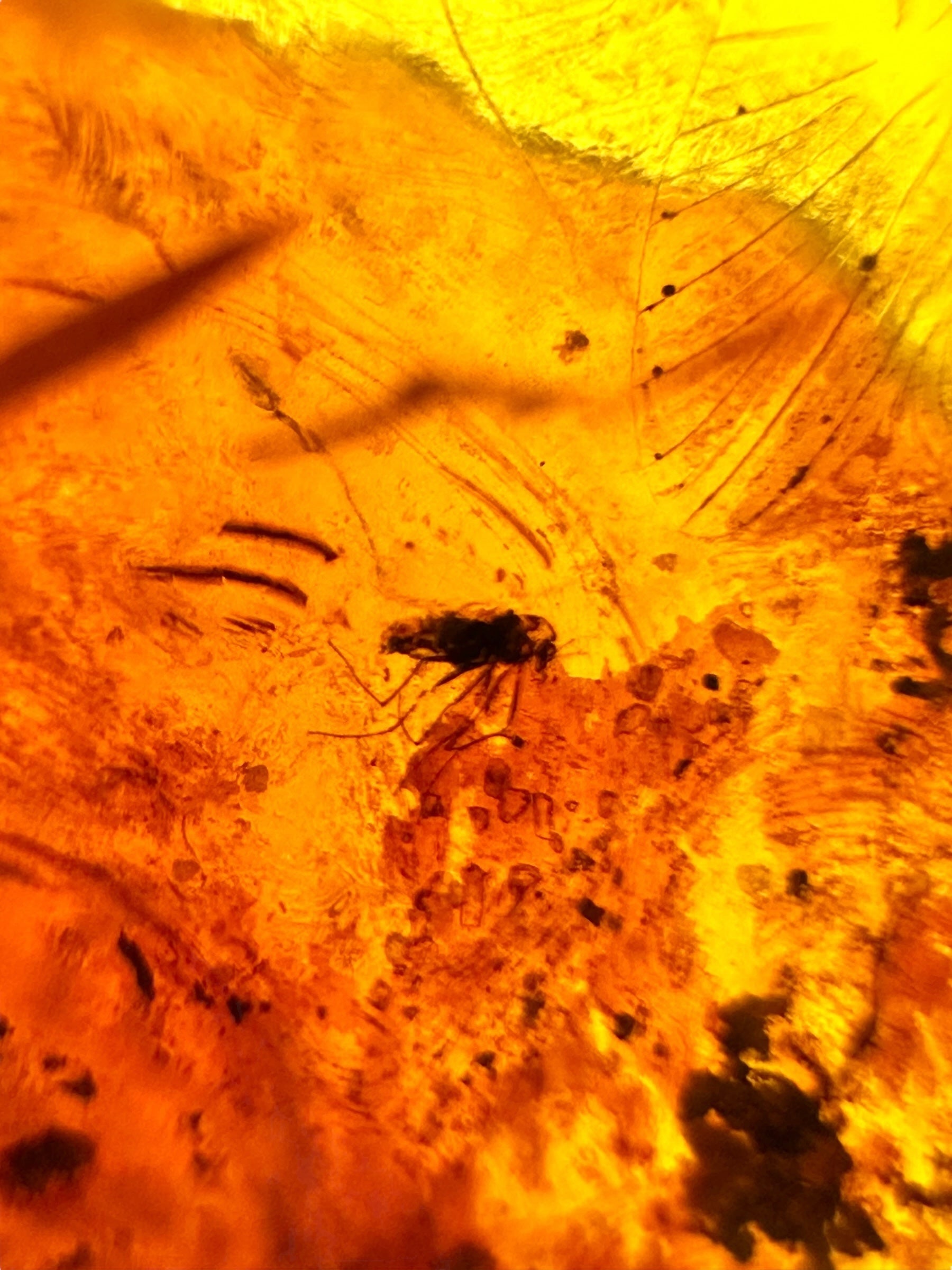 Insects in amber – Lithuania – 10g - IJ199