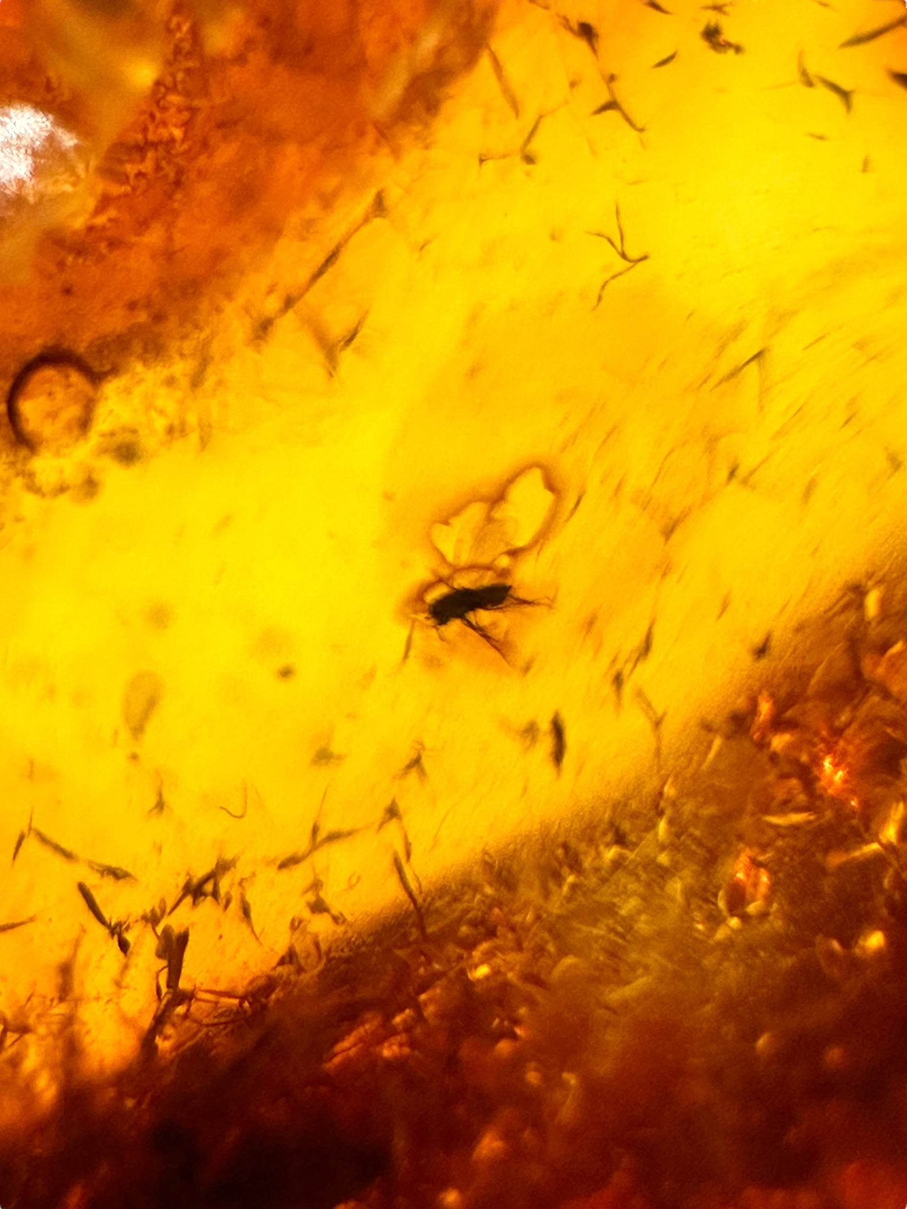 Insects in amber – Lithuania – 10g - IJ199