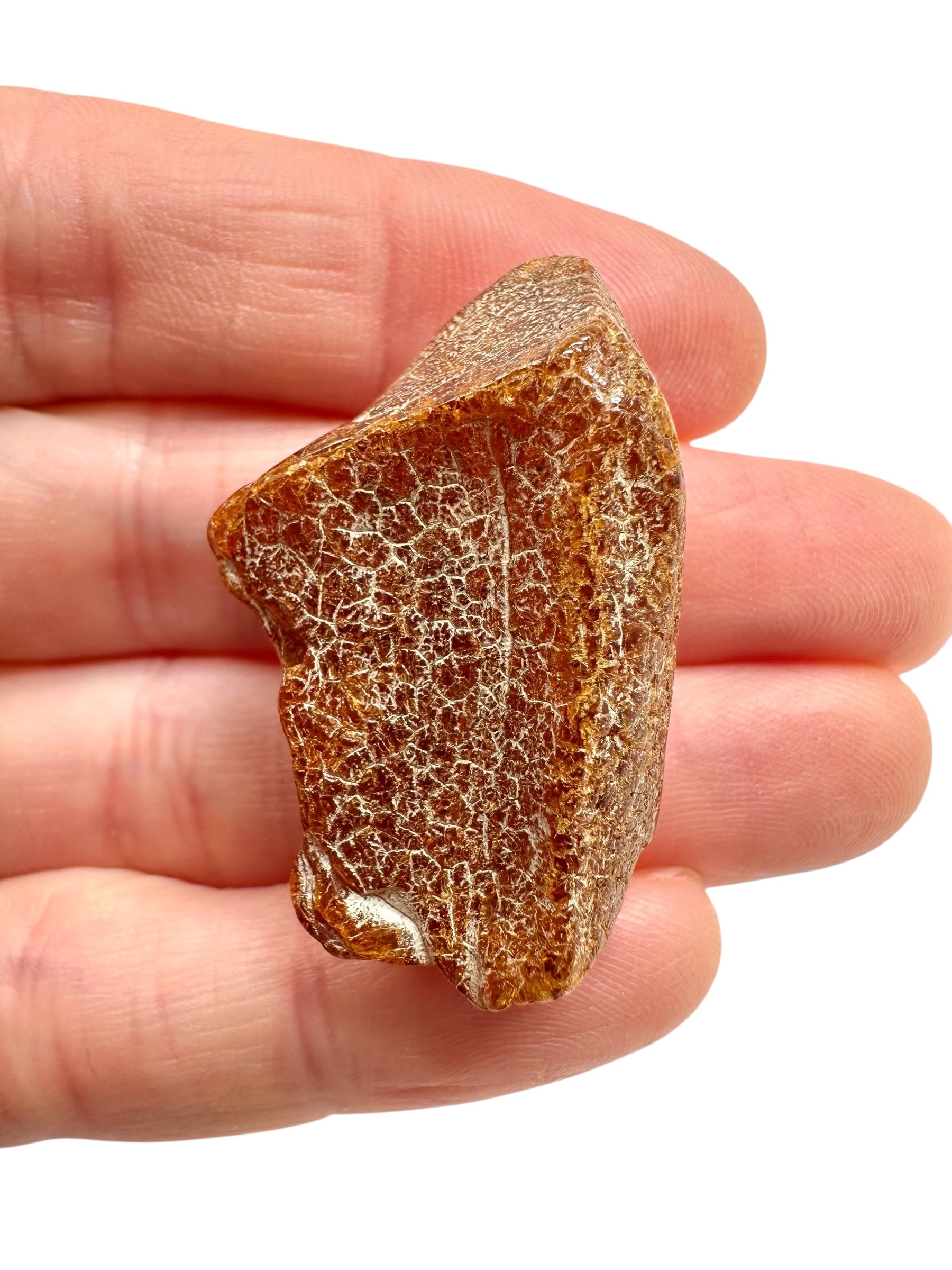 Raw amber 5g – Lithuania