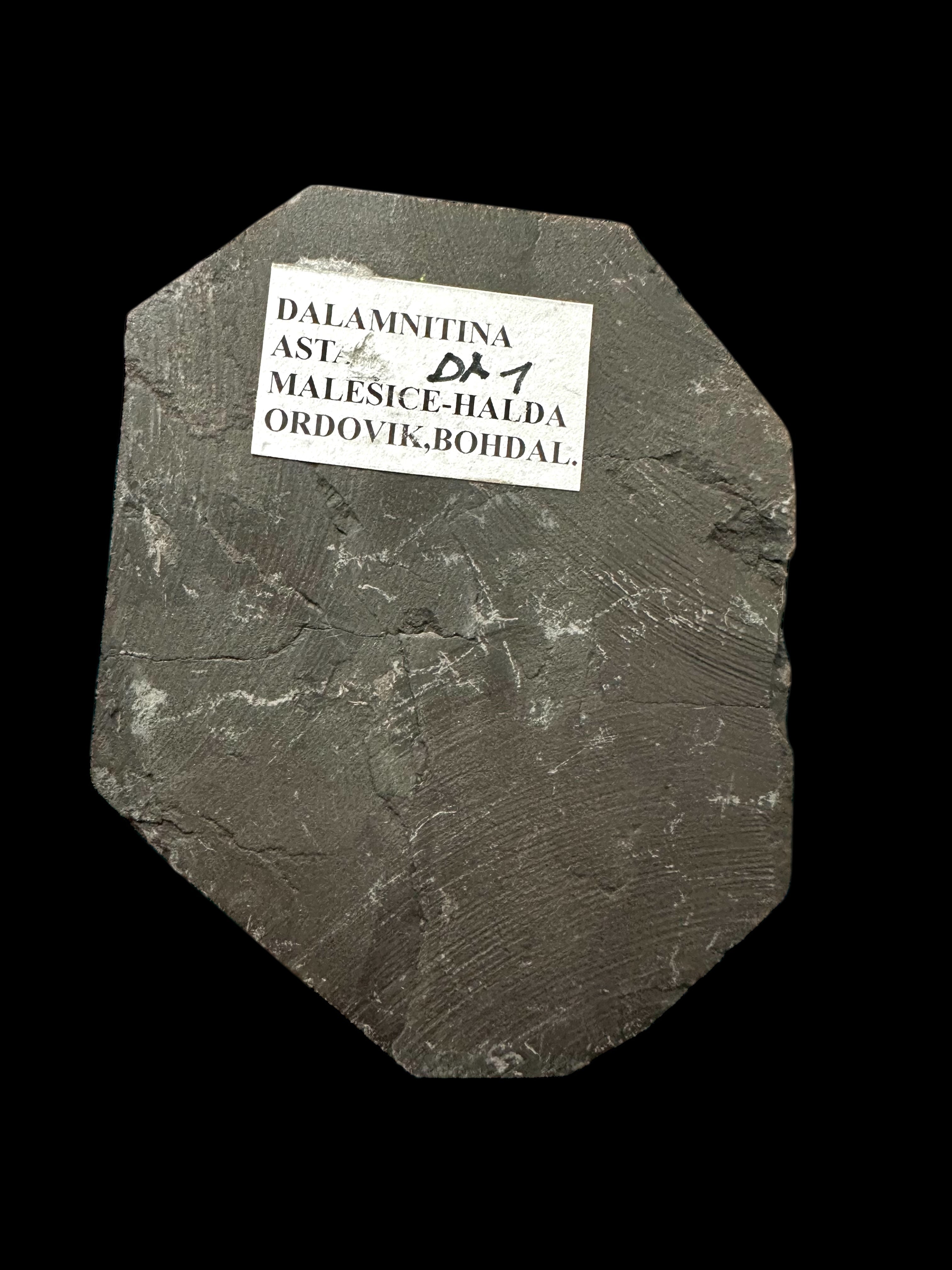 Trilobite Dalmanitina asta – Malesice, CZ - TN22