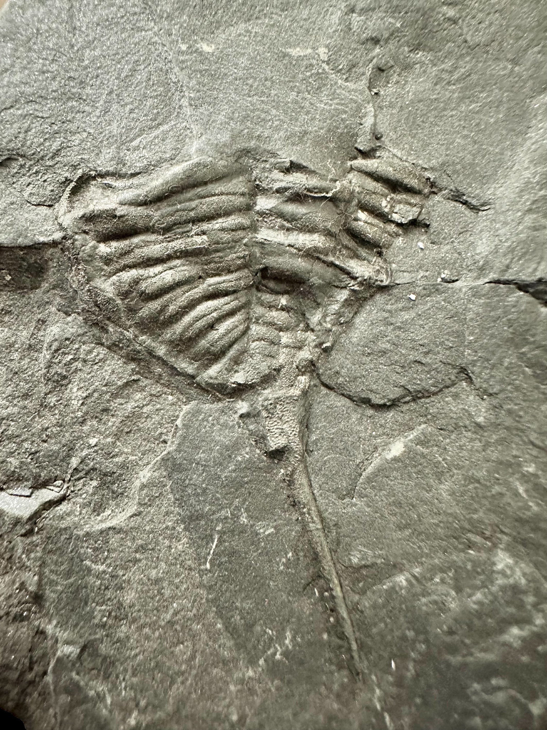 Trilobite Dalmanitina asta – Malesice, CZ - TN22