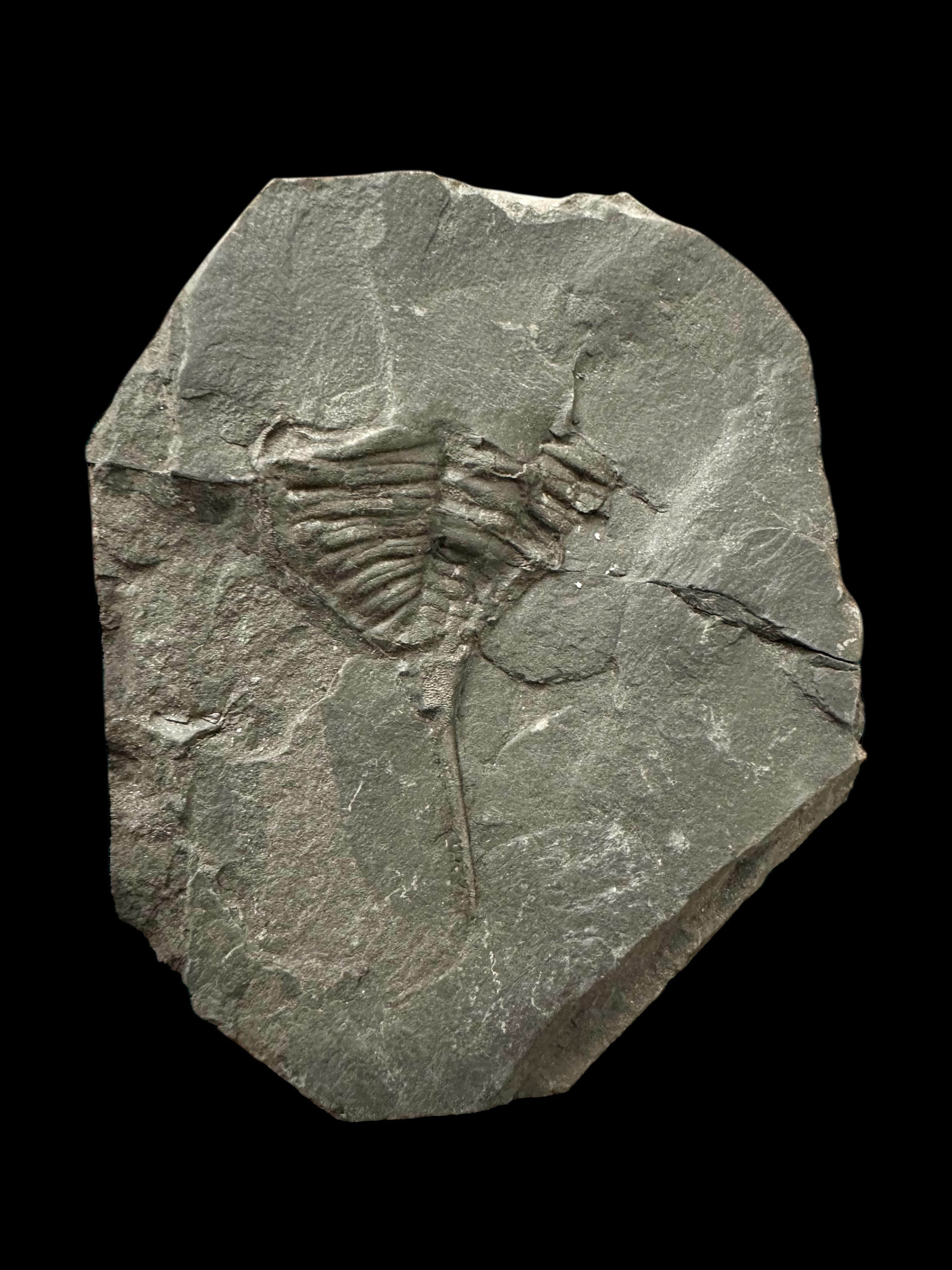 Trilobite Dalmanitina asta – Malesice, CZ