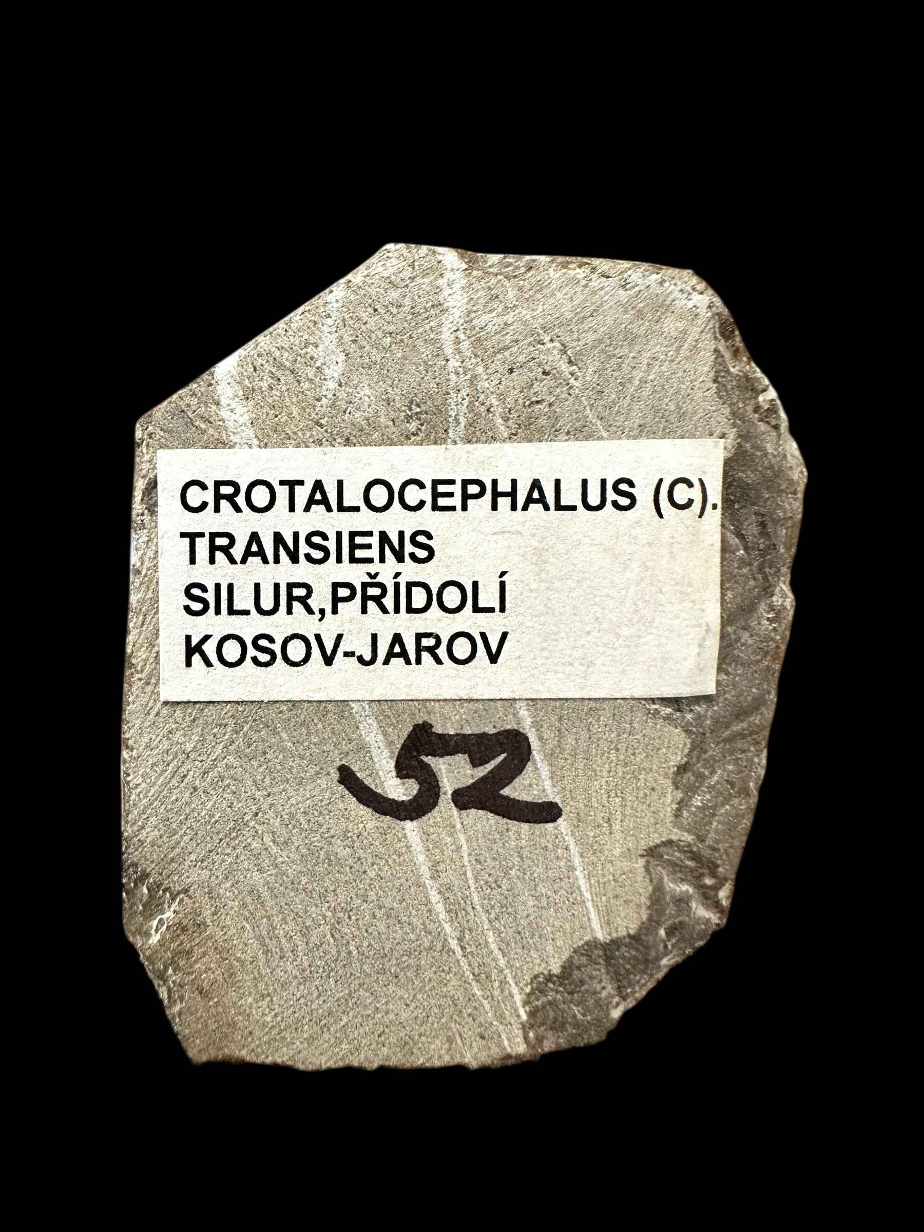 Trilobite Crotalocephalus transiens – Pridoli Kosov-Jarov, CZ - TN27