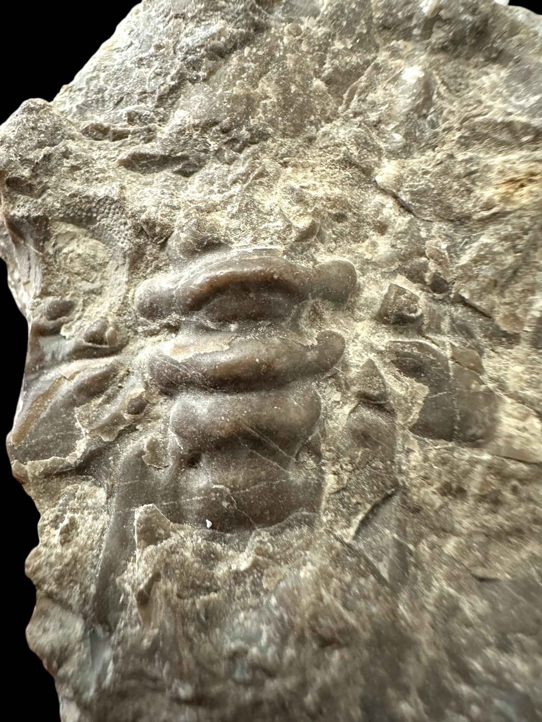 Trilobite Crotalocephalus transiens – Pridoli Kosov-Jarov, CZ - TN27