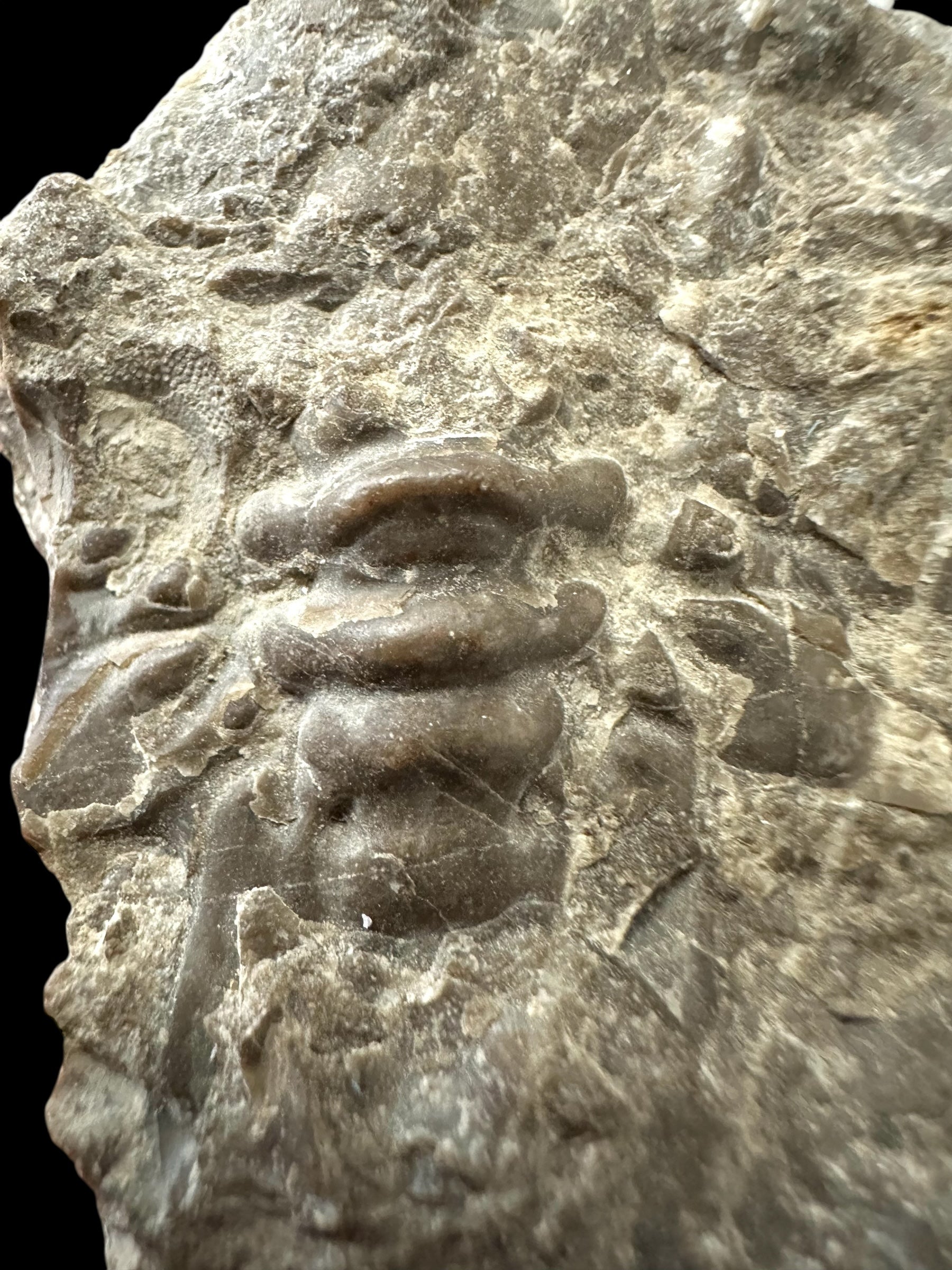 Trilobite Crotalocephalus transiens – Pridoli Kosov-Jarov, CZ - TN27