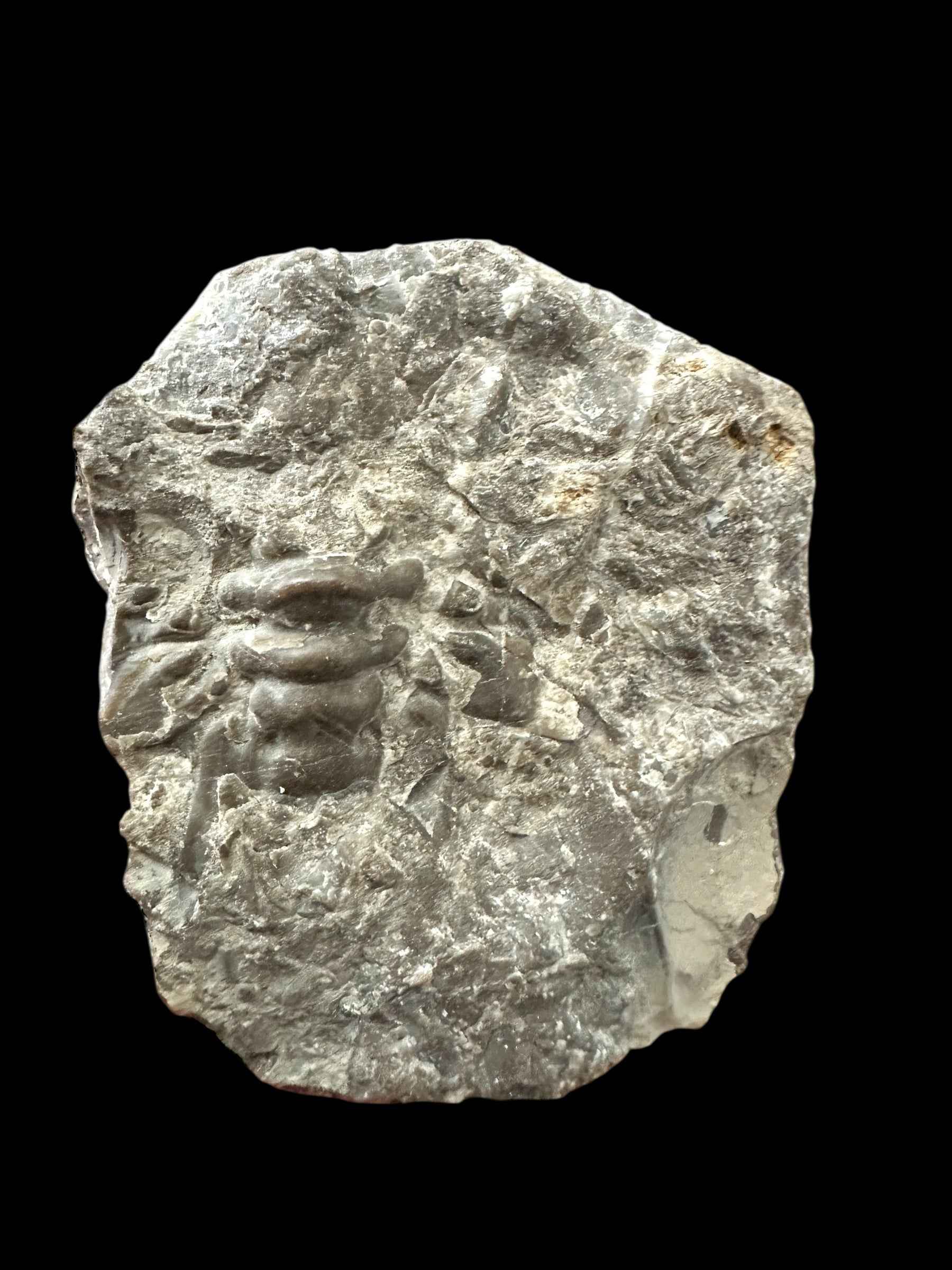 Trilobite Crotalocephalus transiens – Pridoli Kosov-Jarov, CZ - TN27