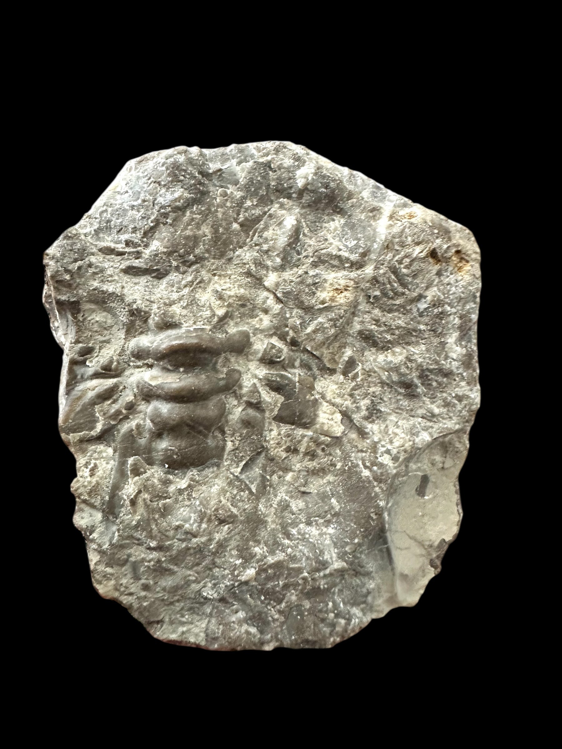 Trilobite Crotalocephalus transiens – Pridoli Kosov-Jarov, CZ