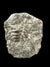 Fossili