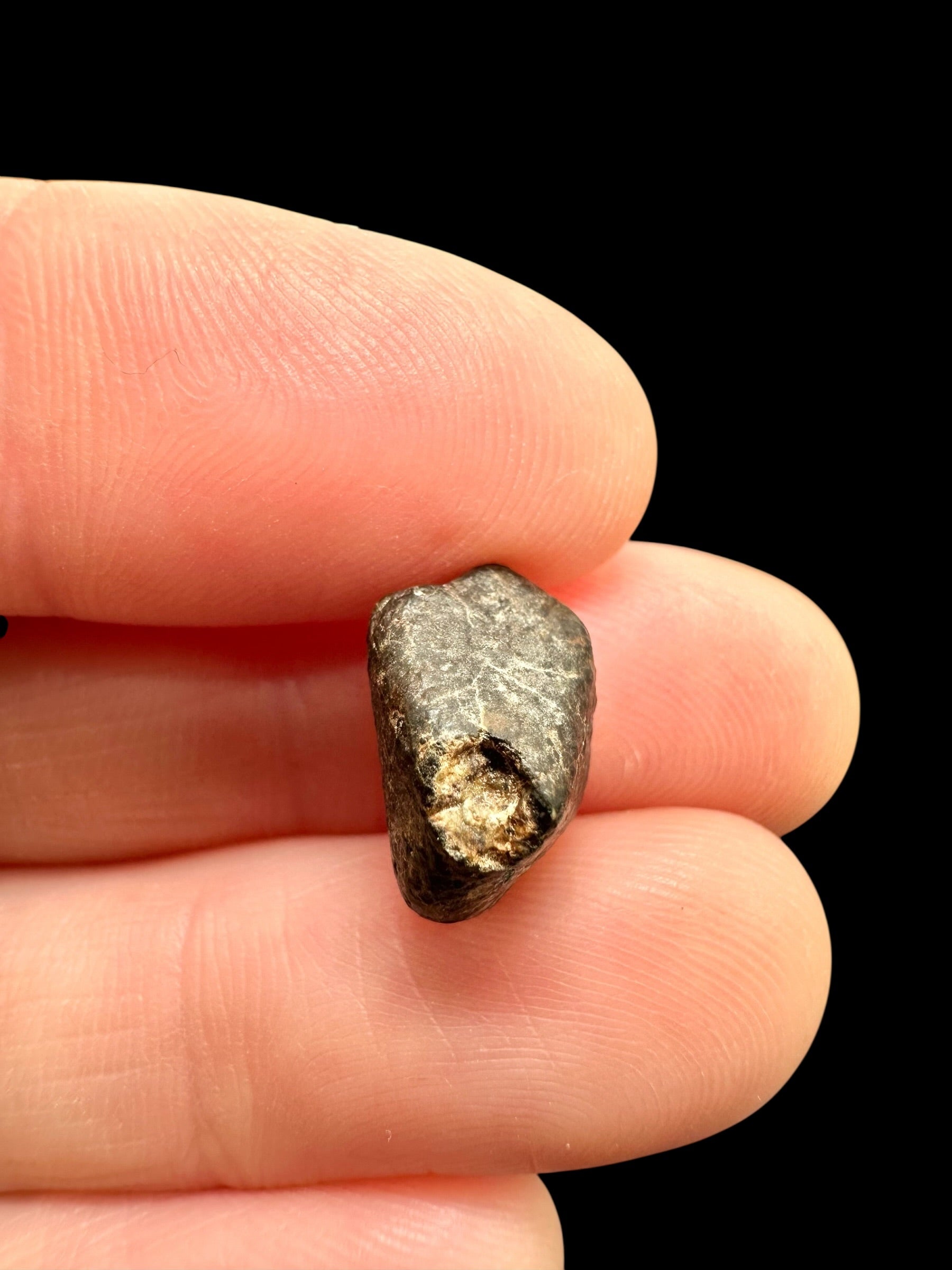 Meteorite NWA 869 – 1,4g – Northwest Africa - MENW49