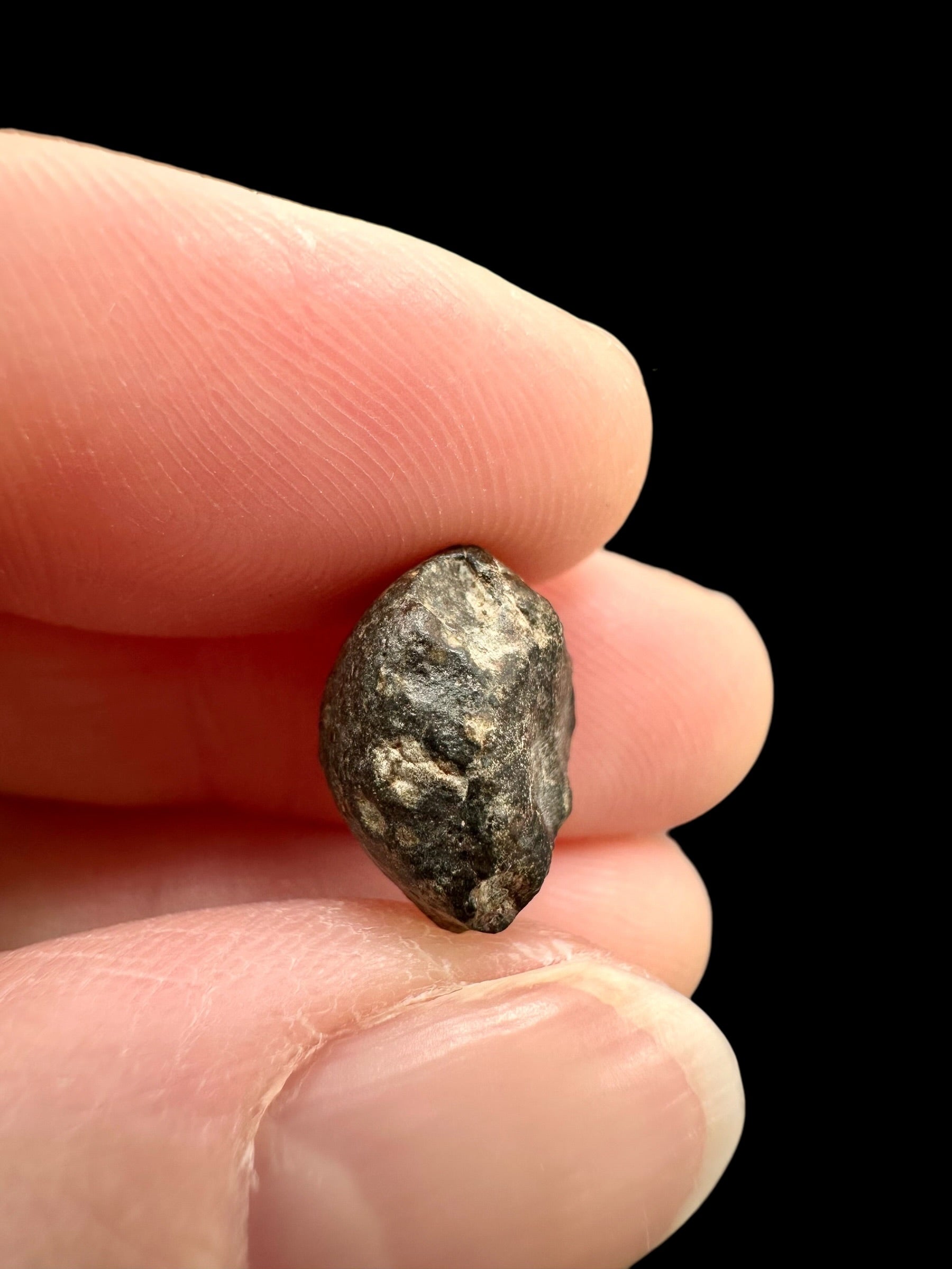 Meteorite NWA 869 – 1,8g – Northwest Africa - MENW52