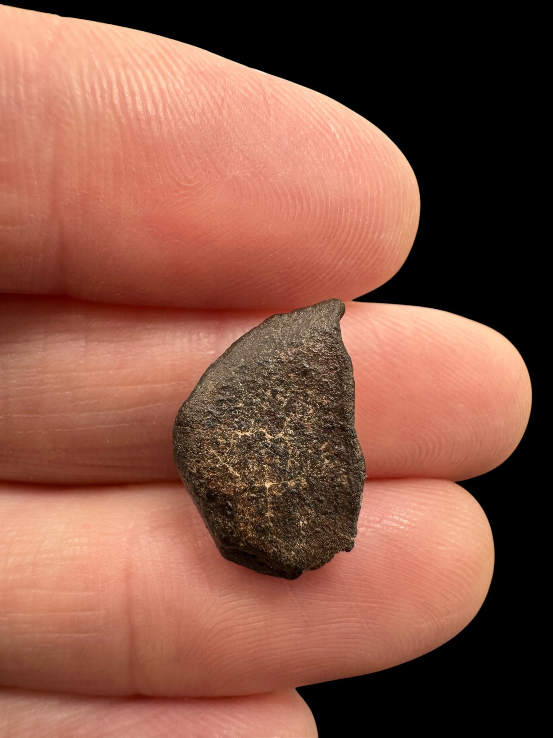 Meteorite NWA 869 – 1,4g – Northwest Africa - MENW55
