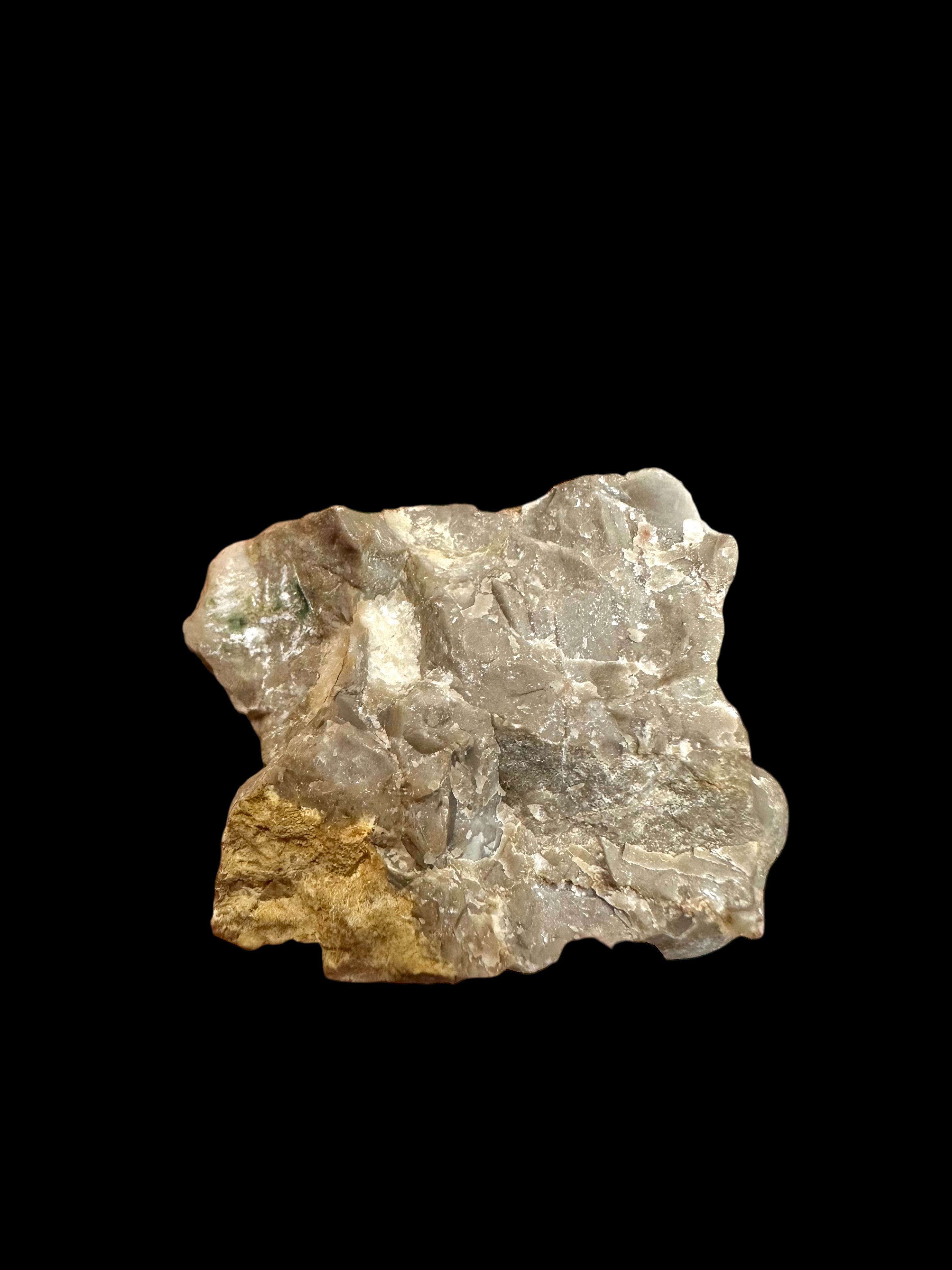 Cranidium of the trilobites Leonaspis pigra, Phacops hoseri, and Proetus fallax – Koneprusy, CZ - TN88
