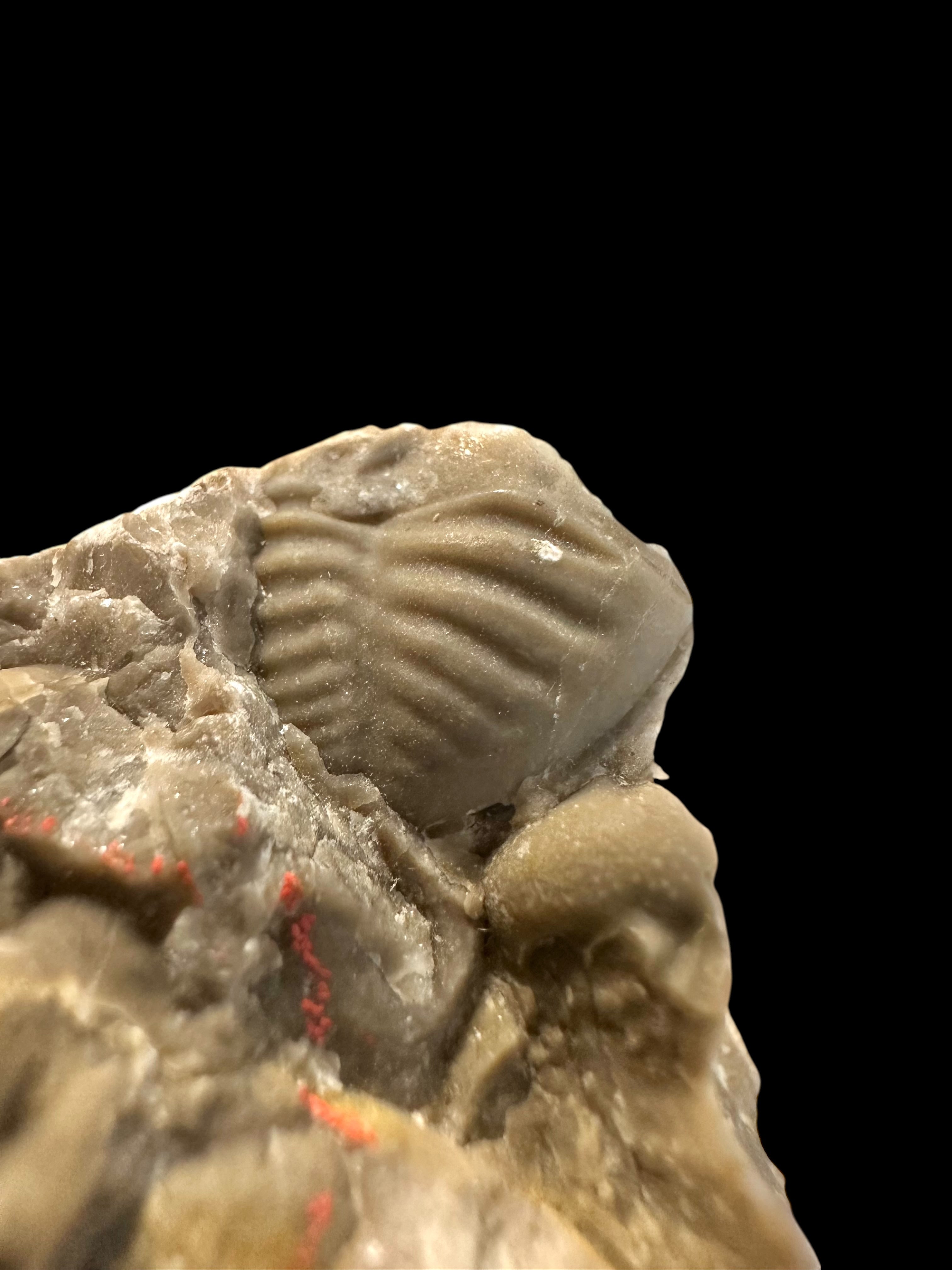 Cranidium of the trilobites Leonaspis pigra, Phacops hoseri, and Proetus fallax – Koneprusy, CZ - TN88