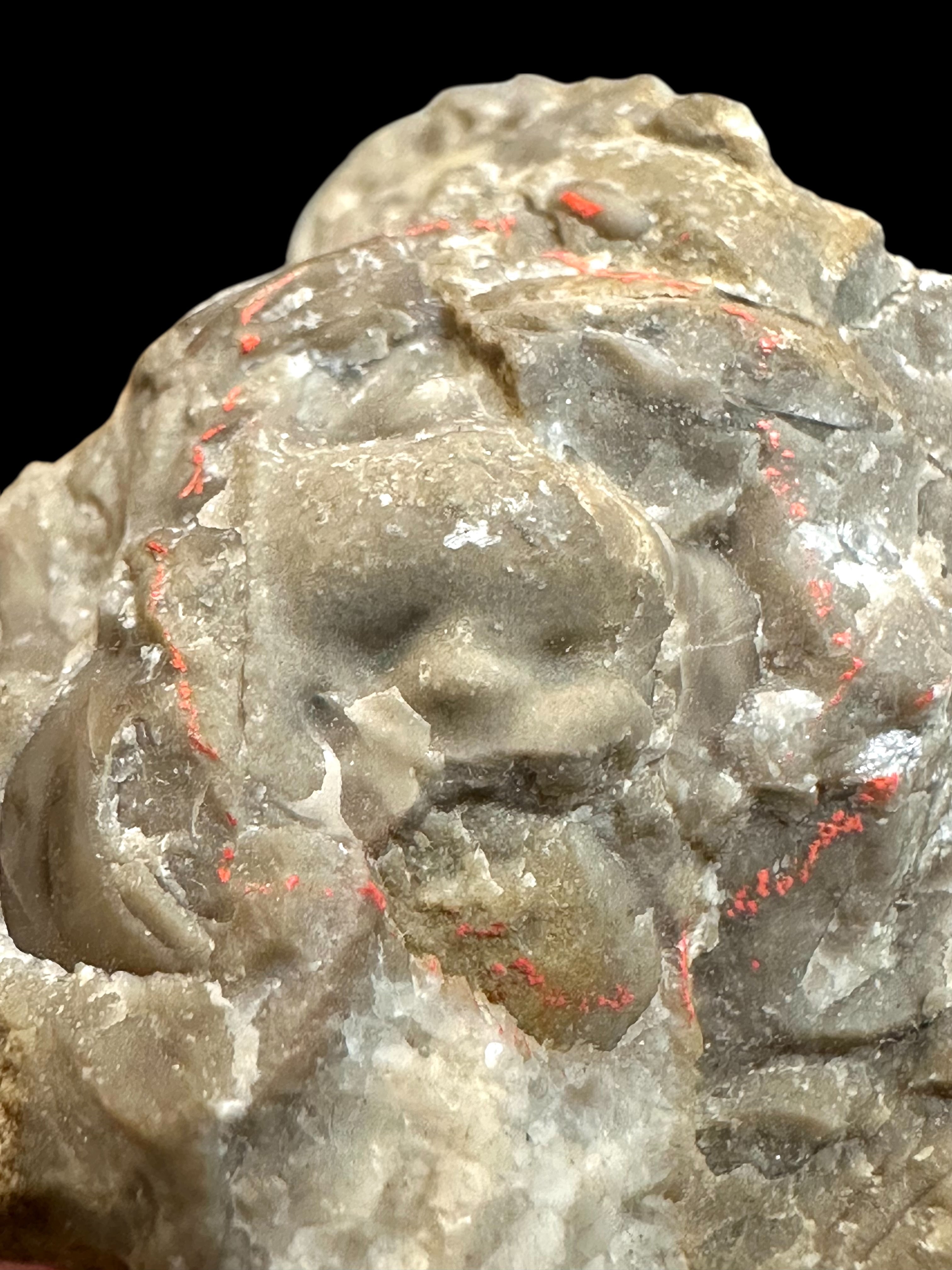 Cranidium of the trilobites Leonaspis pigra, Phacops hoseri, and Proetus fallax – Koneprusy, CZ - TN88