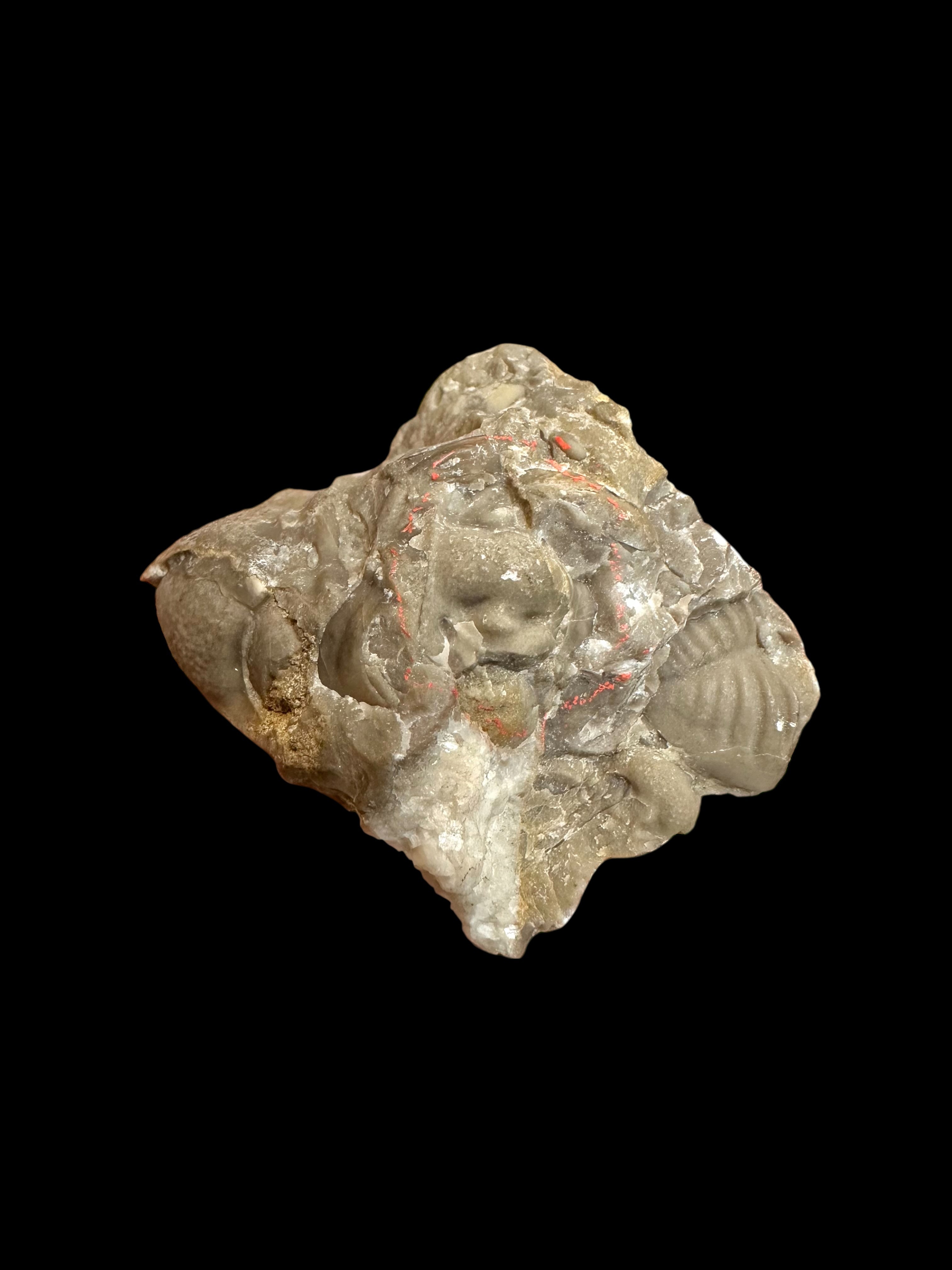 Cranidium of the trilobites Leonaspis pigra, Phacops hoseri, and Proetus fallax – Koneprusy, CZ