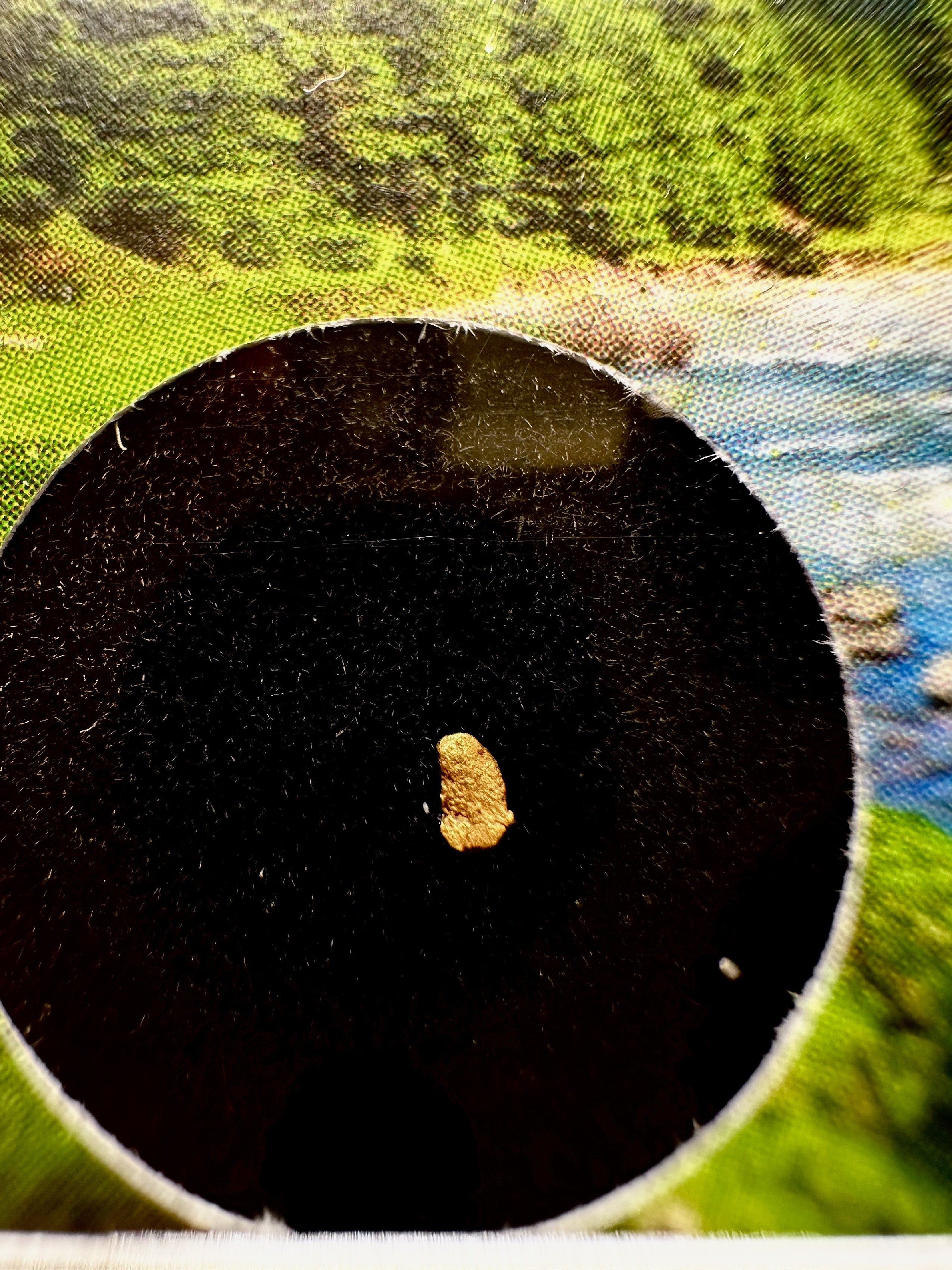 Gold in box – Bela river, CZ - ZL202