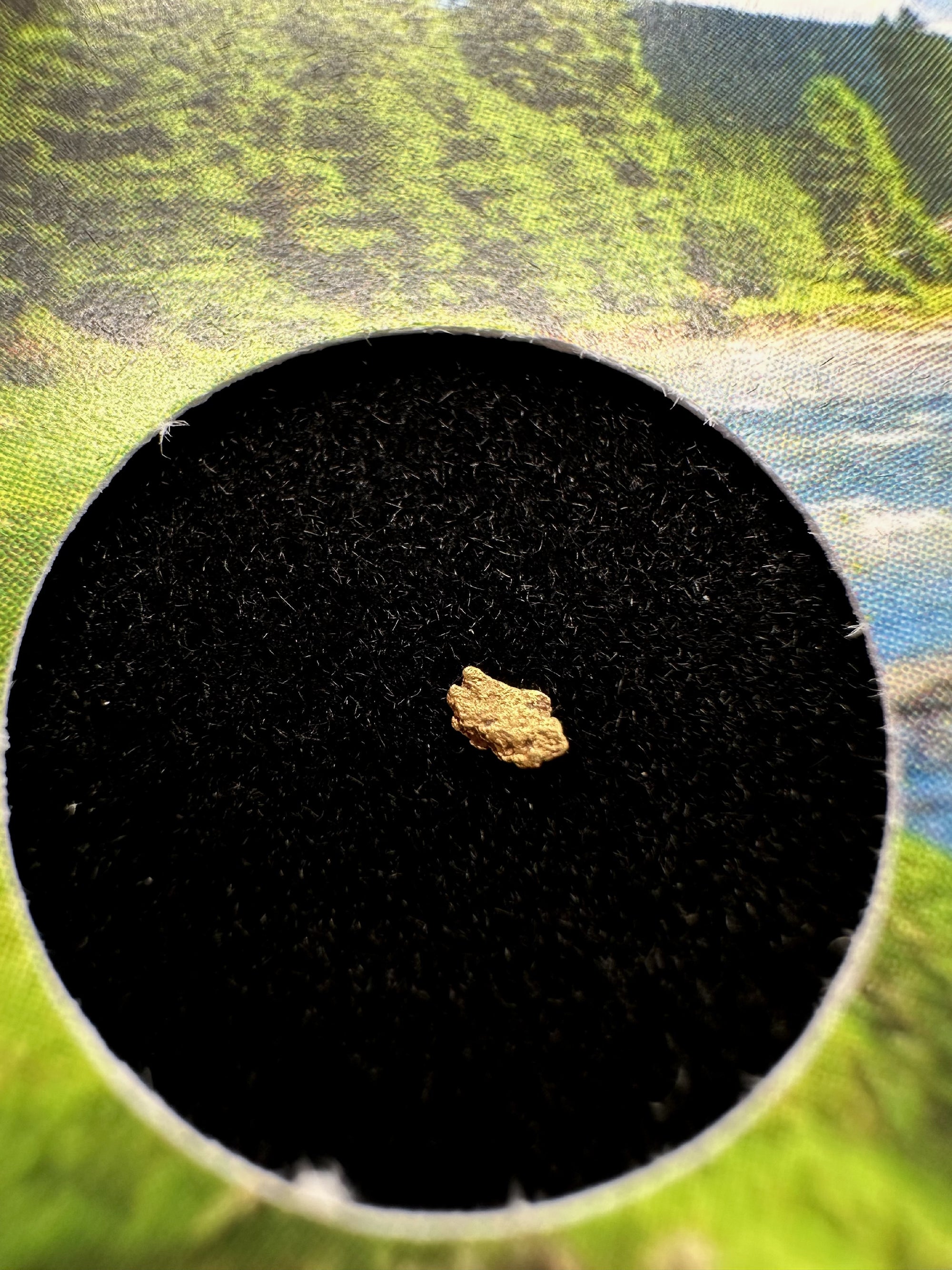 Gold in box – Bela river, CZ