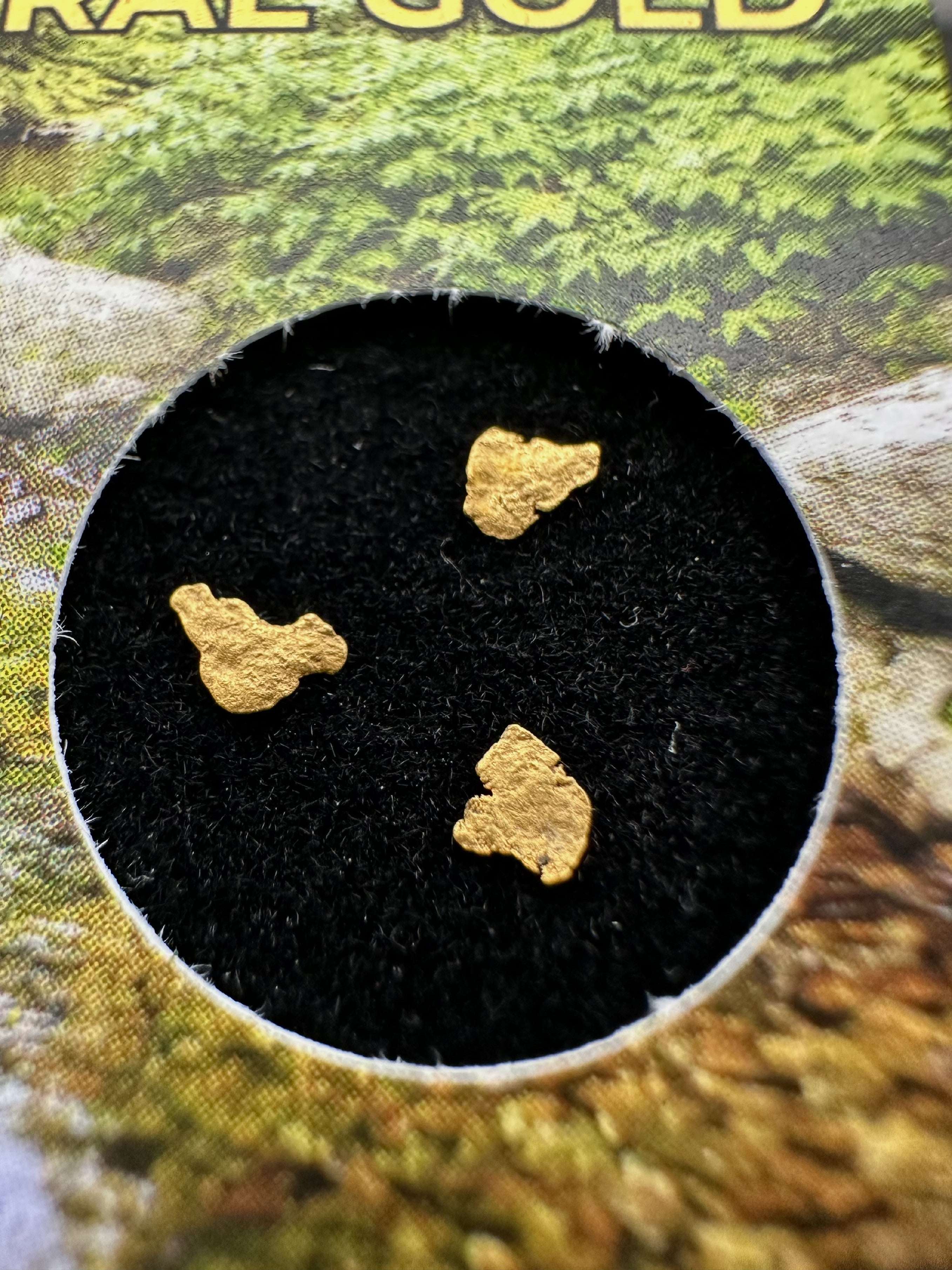 Gold in box – Bojov creek, CZ - ZL216