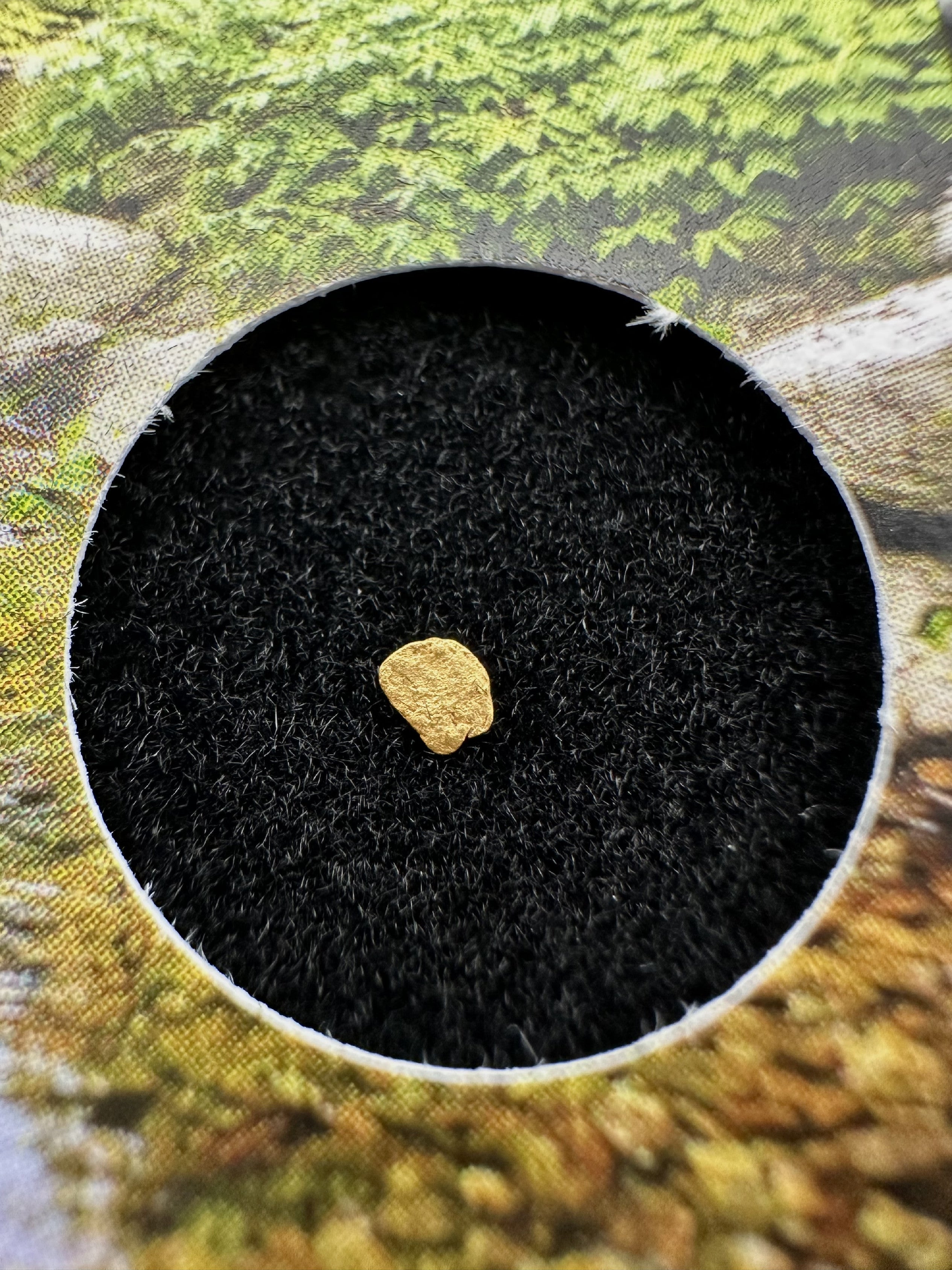 Gold in box – Bojov creek, CZ - ZL218