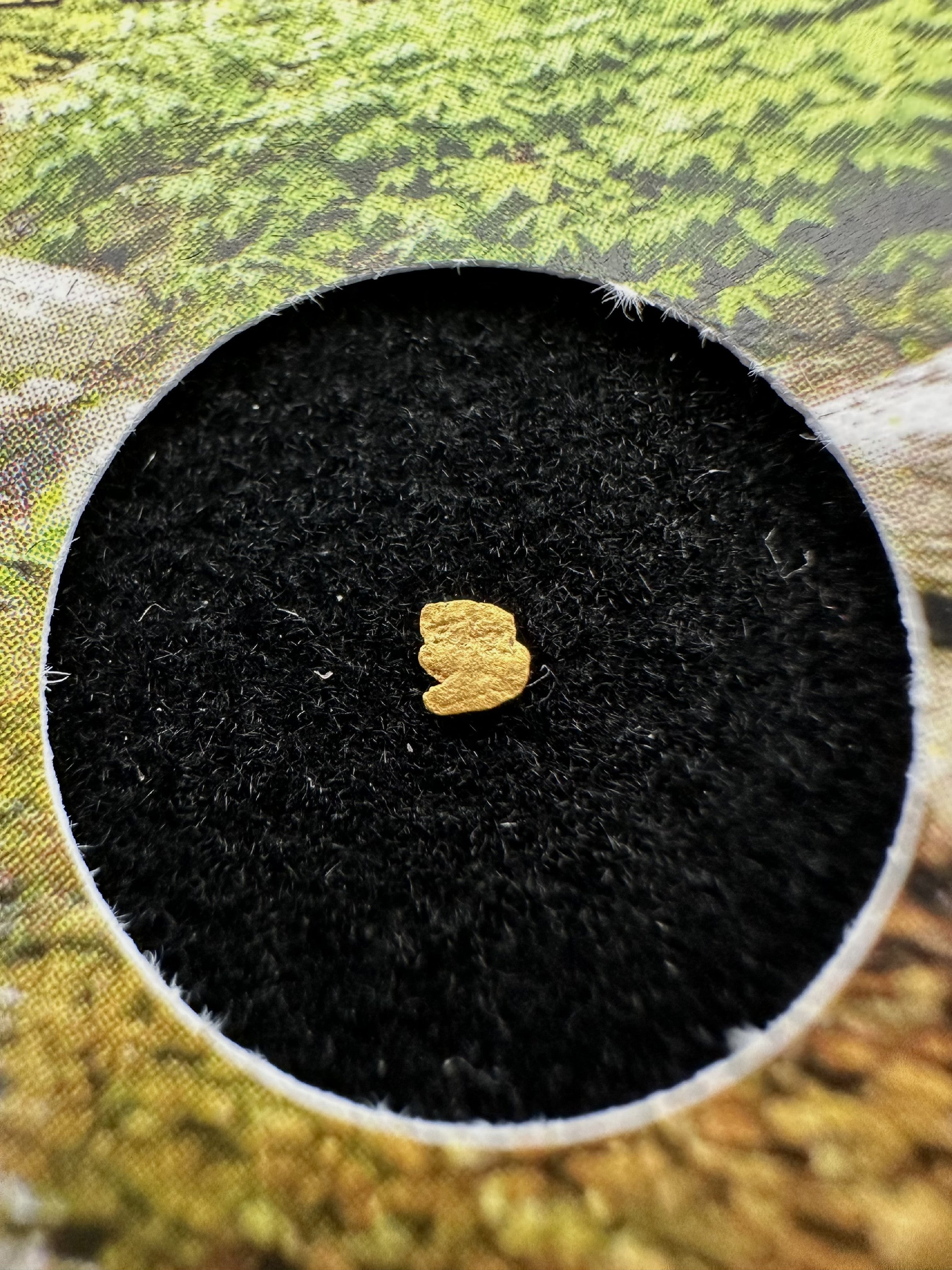 Gold in box – Bojov creek, CZ - ZL219