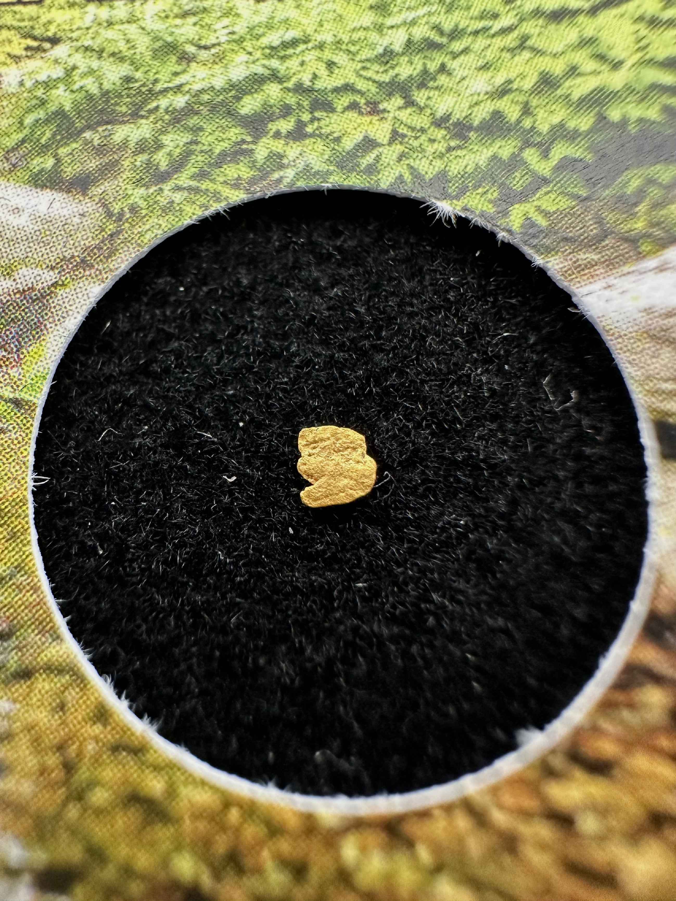Gold in box – Bojov creek, CZ - ZL219