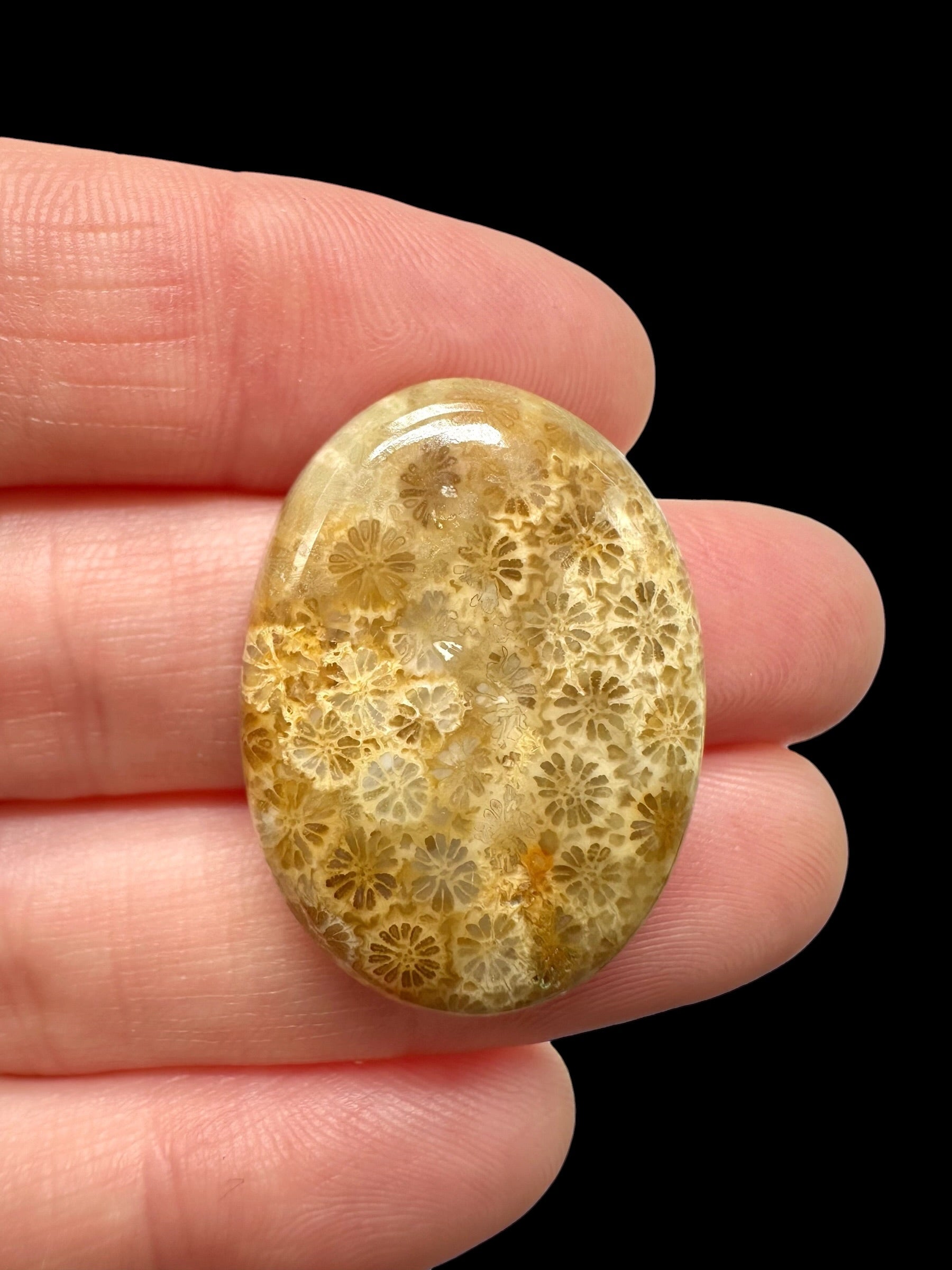 Fossil coral cabochon – Indonesia - FKK01