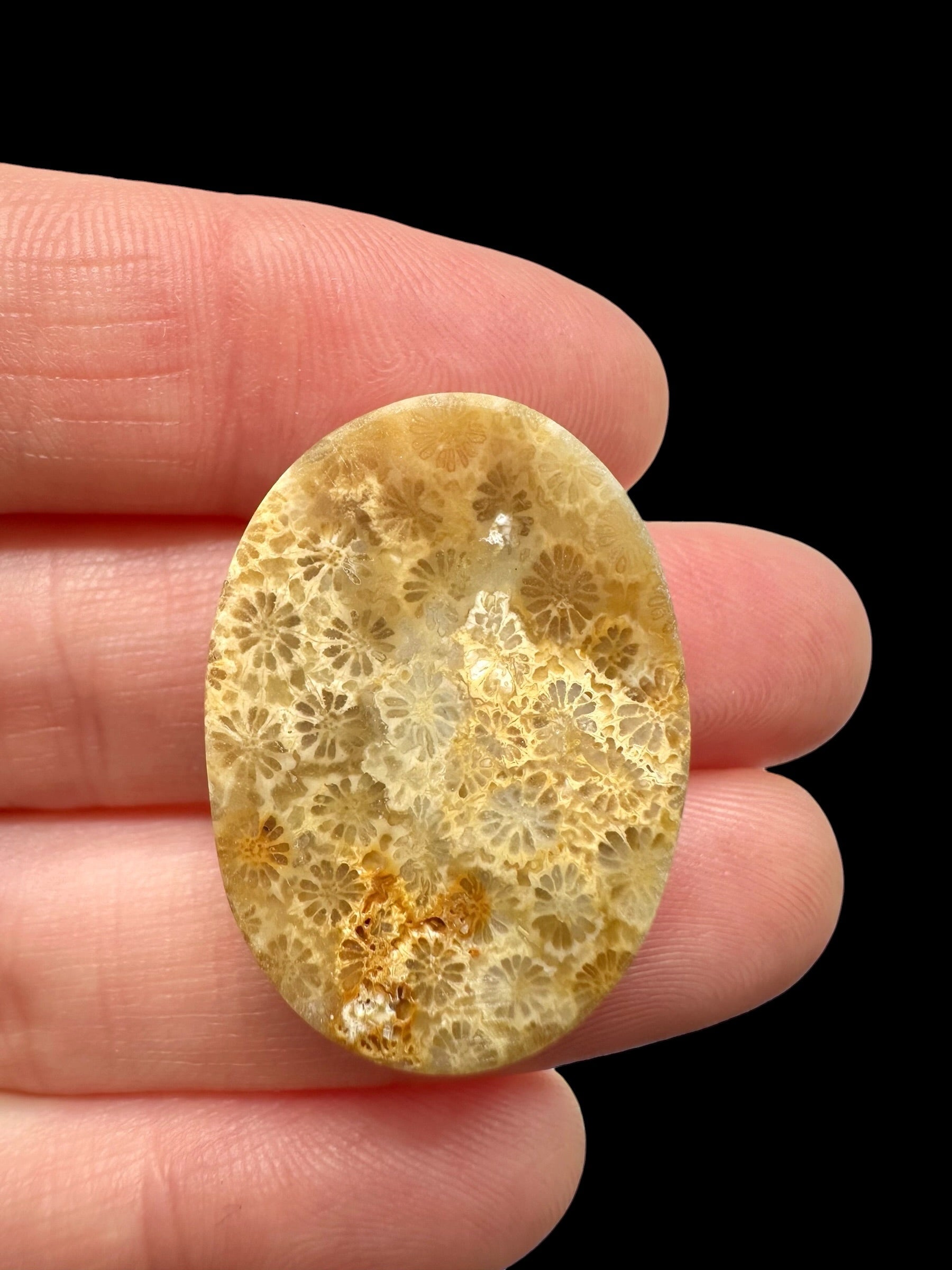 Fossil coral cabochon – Indonesia - FKK01