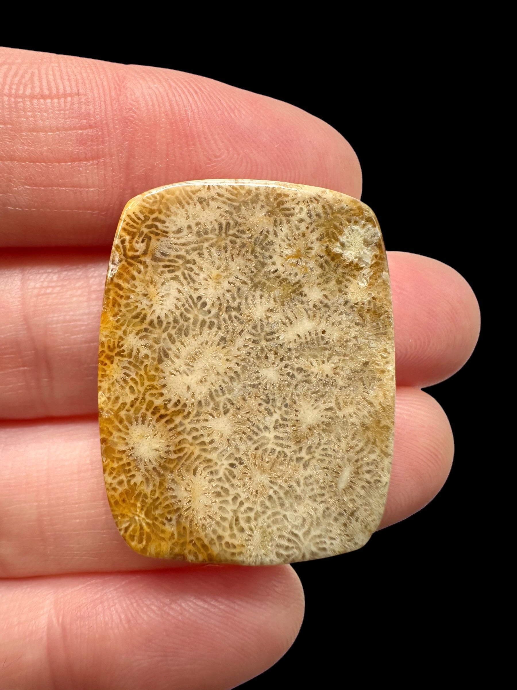 Fossil coral cabochon – Indonesia - FKK02