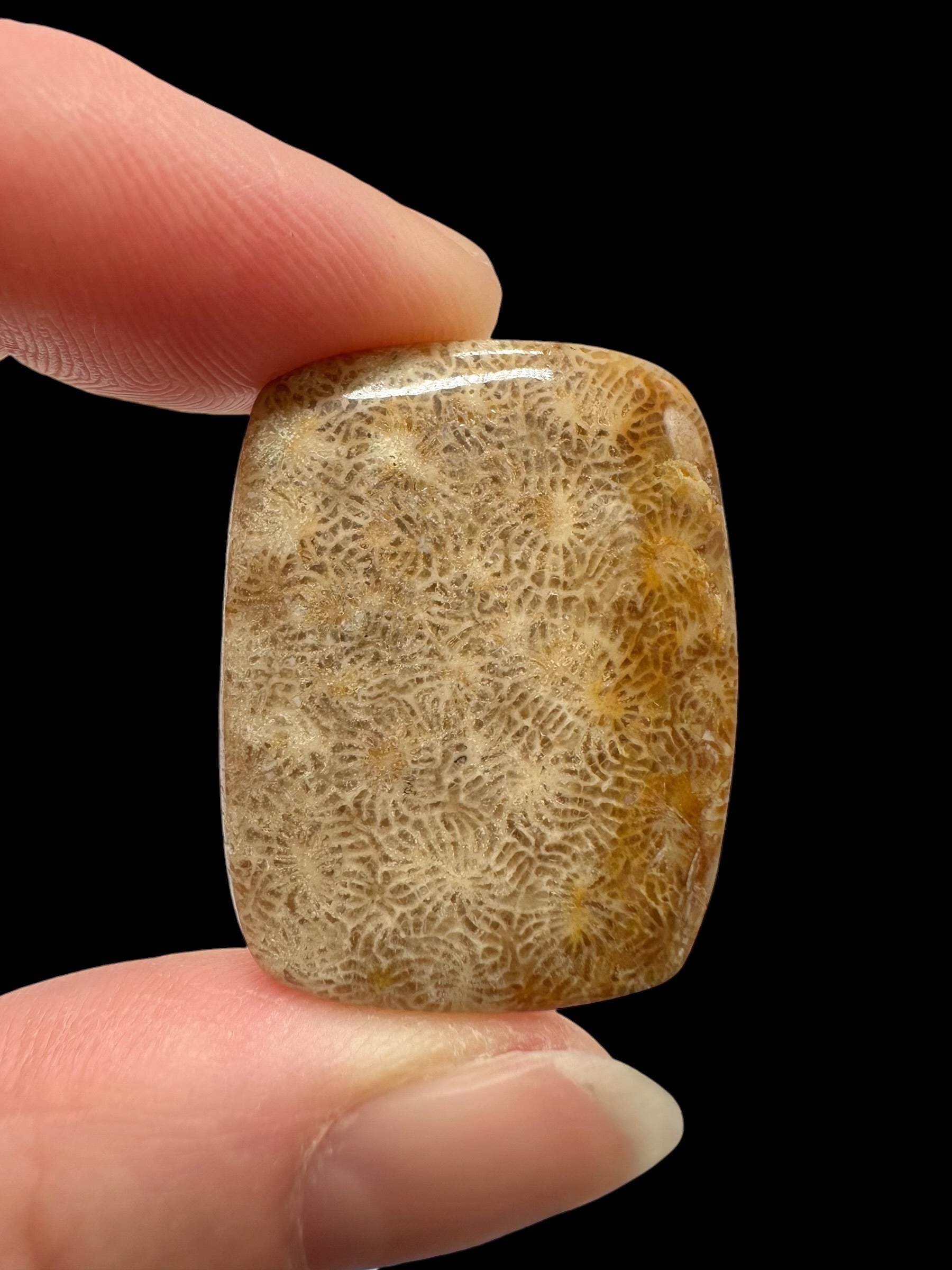 Fossil coral cabochon – Indonesia - FKK02