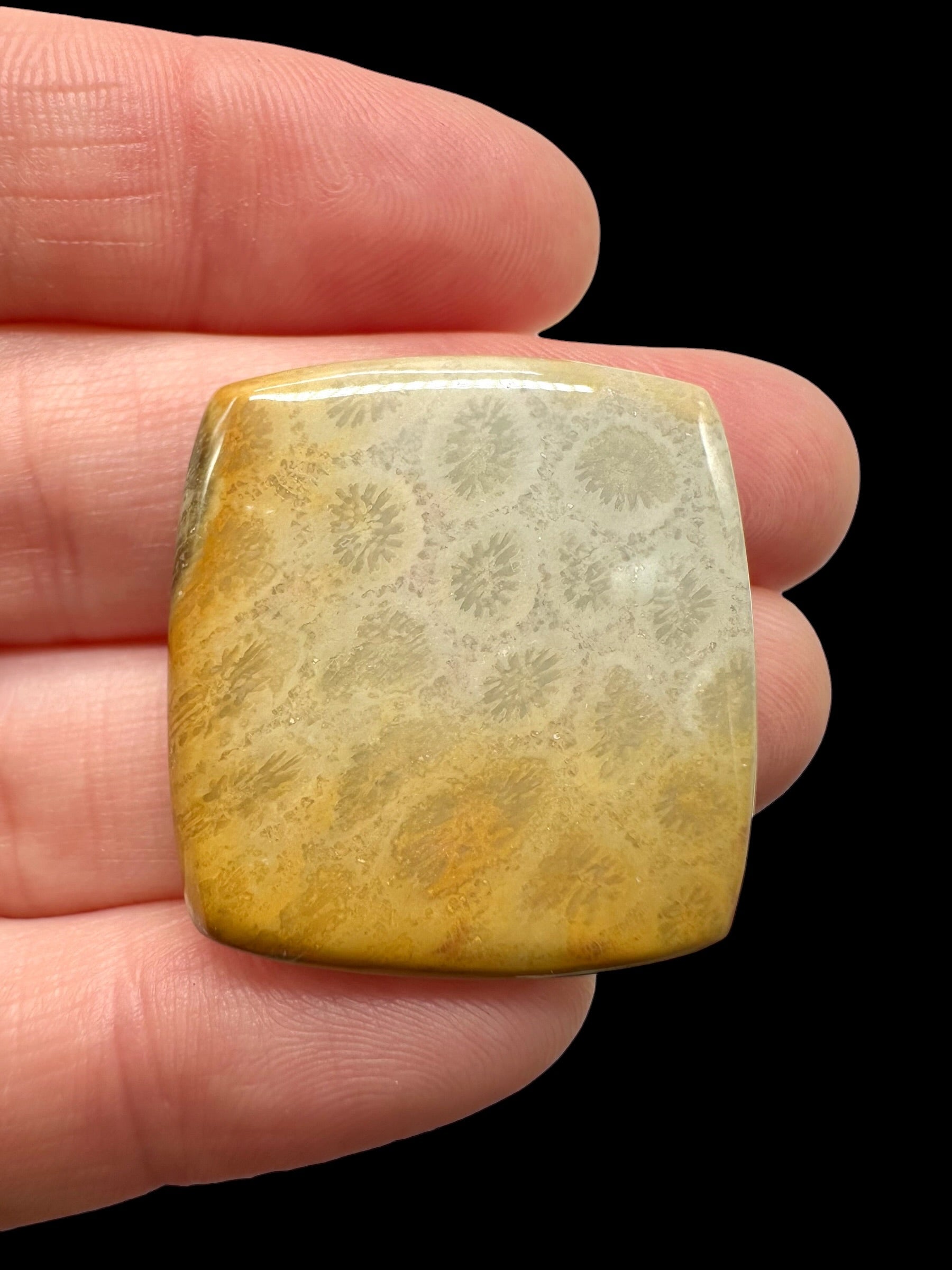 Fossil coral cabochon – Indonesia