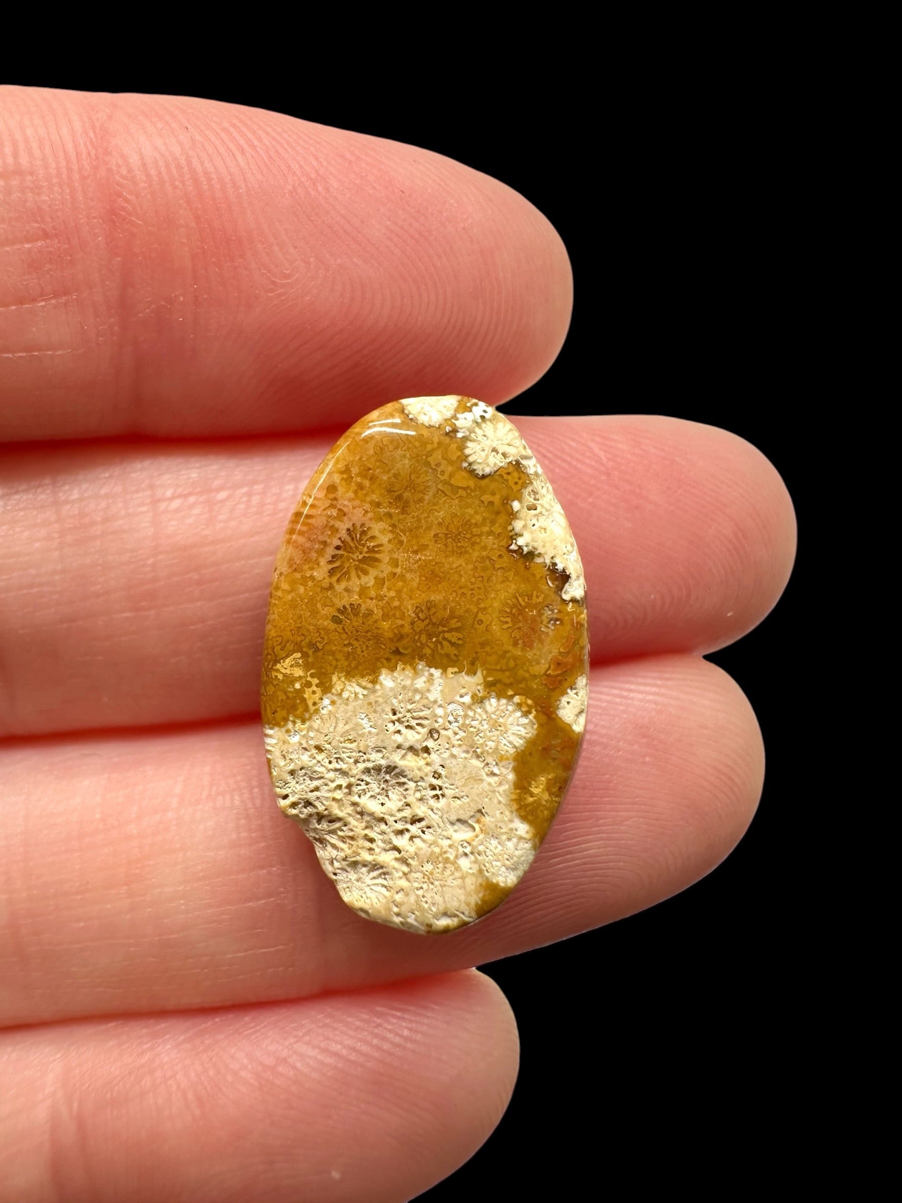 Fossil coral cabochon – Indonesia - FKK05