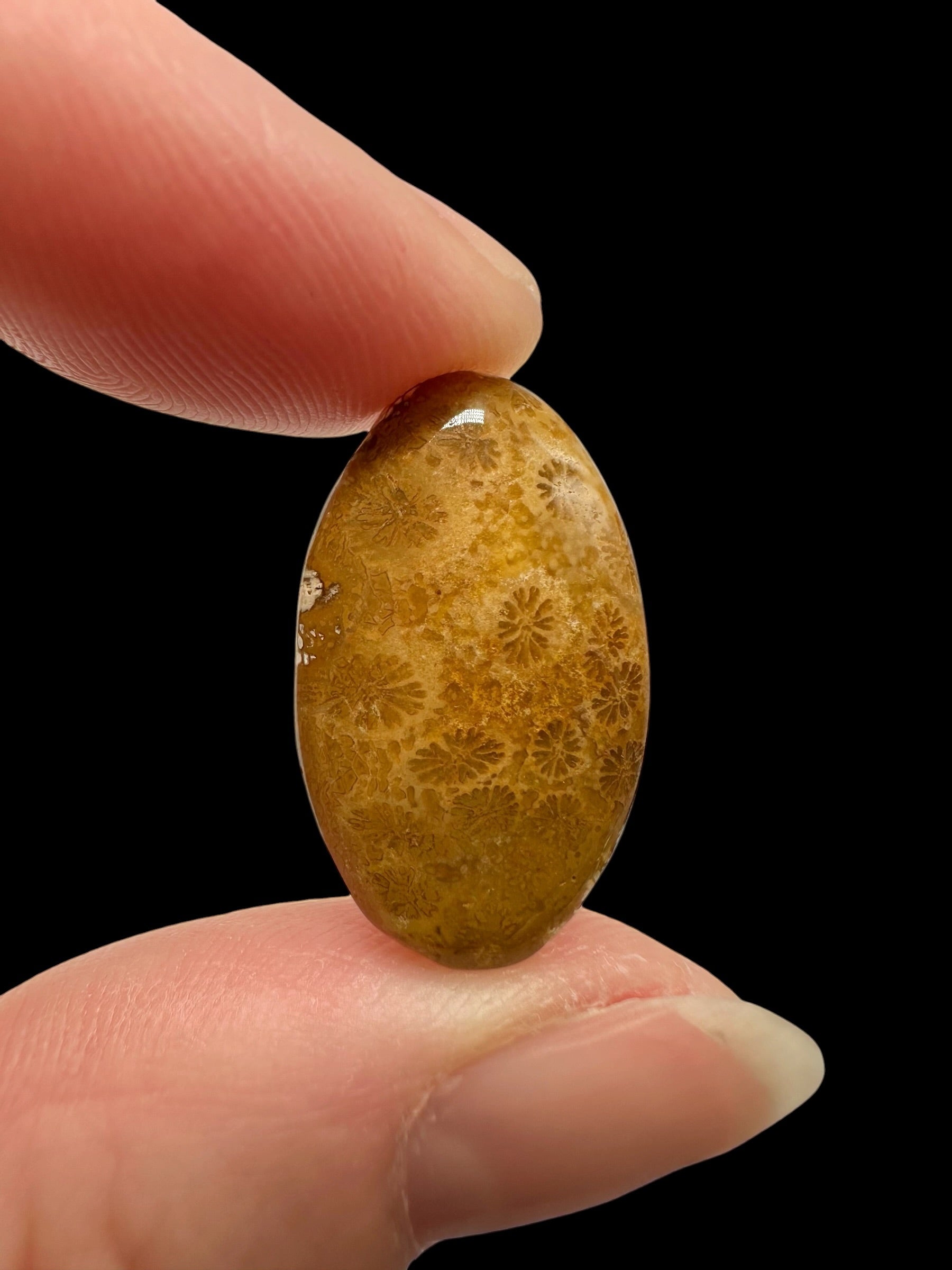 Fossil coral cabochon – Indonesia - FKK05