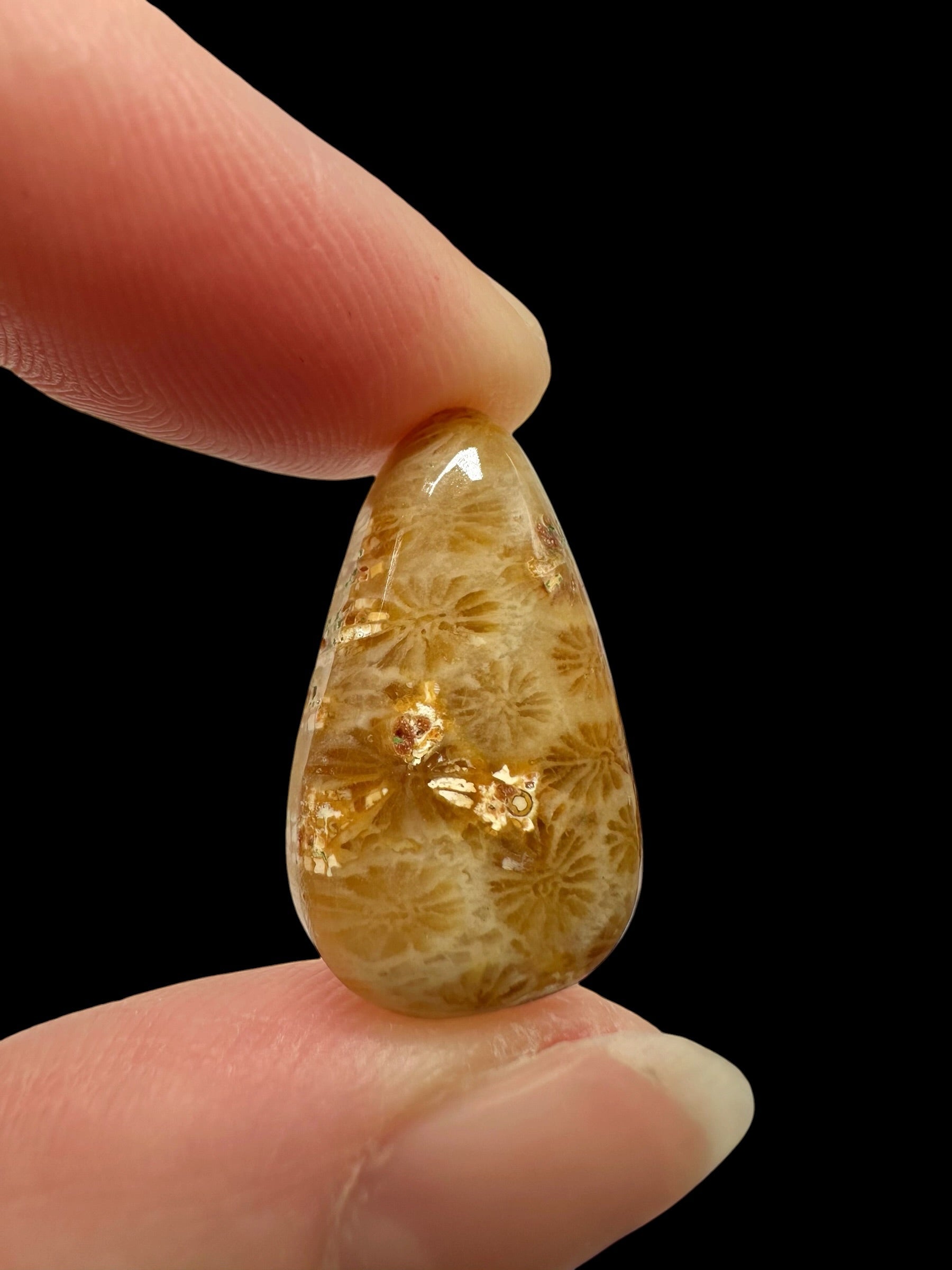 Fossil coral cabochon – Indonesia