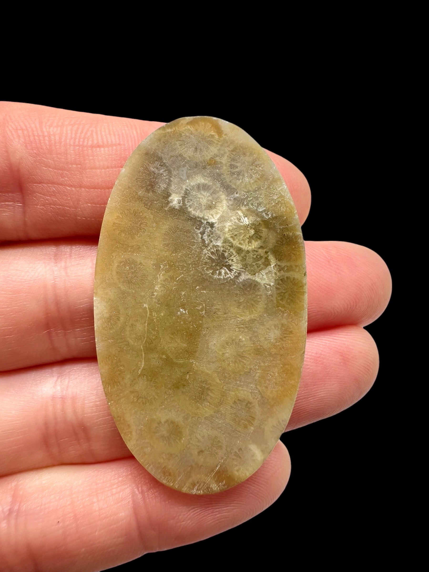 Fossil coral cabochon – Indonesia - FKK07