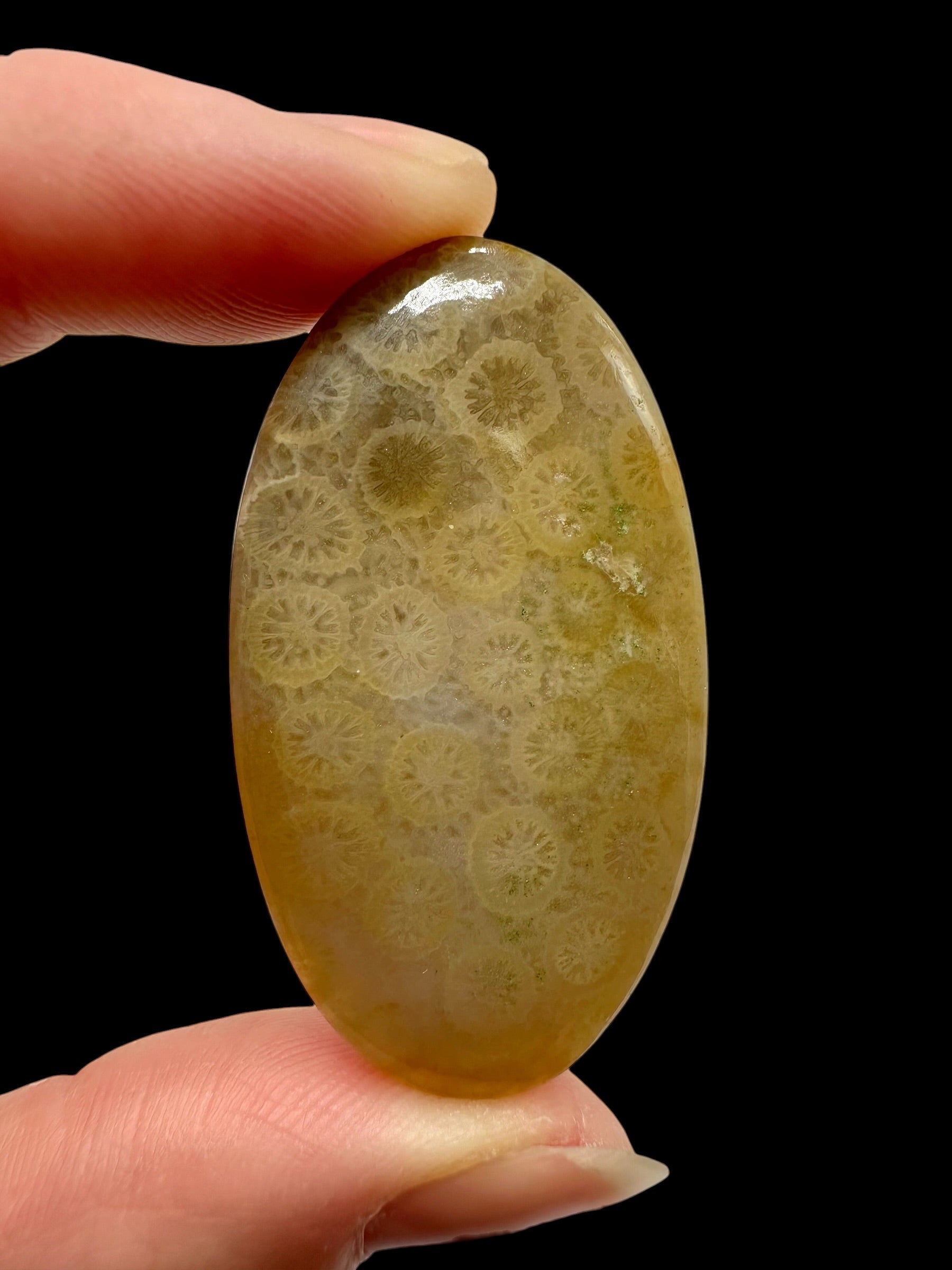 Fossil coral cabochon – Indonesia - FKK07